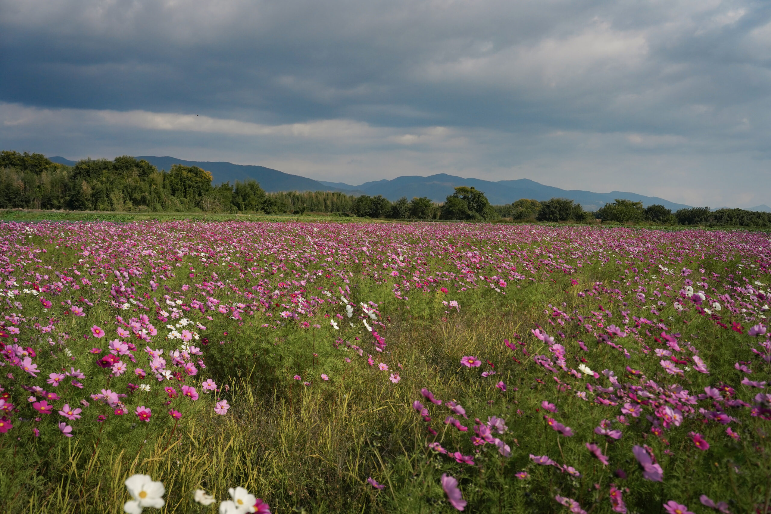 zennyujito_no_cosmos_2025
善入寺島のコスモス2025