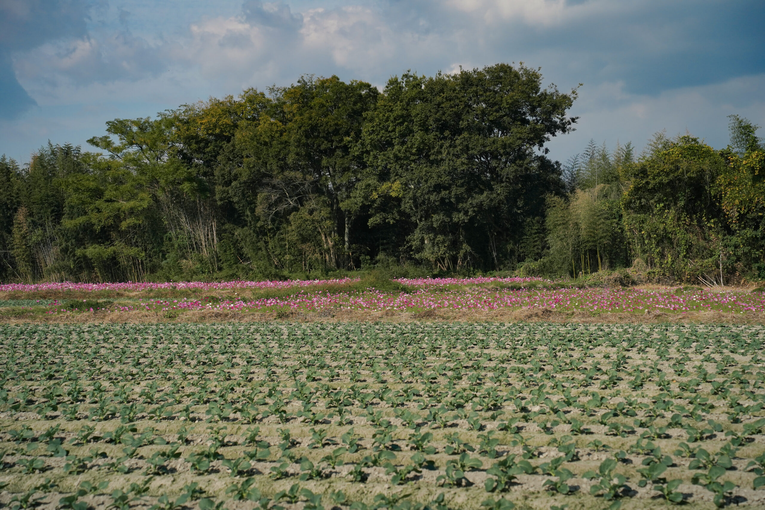 zennyujito_no_cosmos_2025
善入寺島のコスモス2025