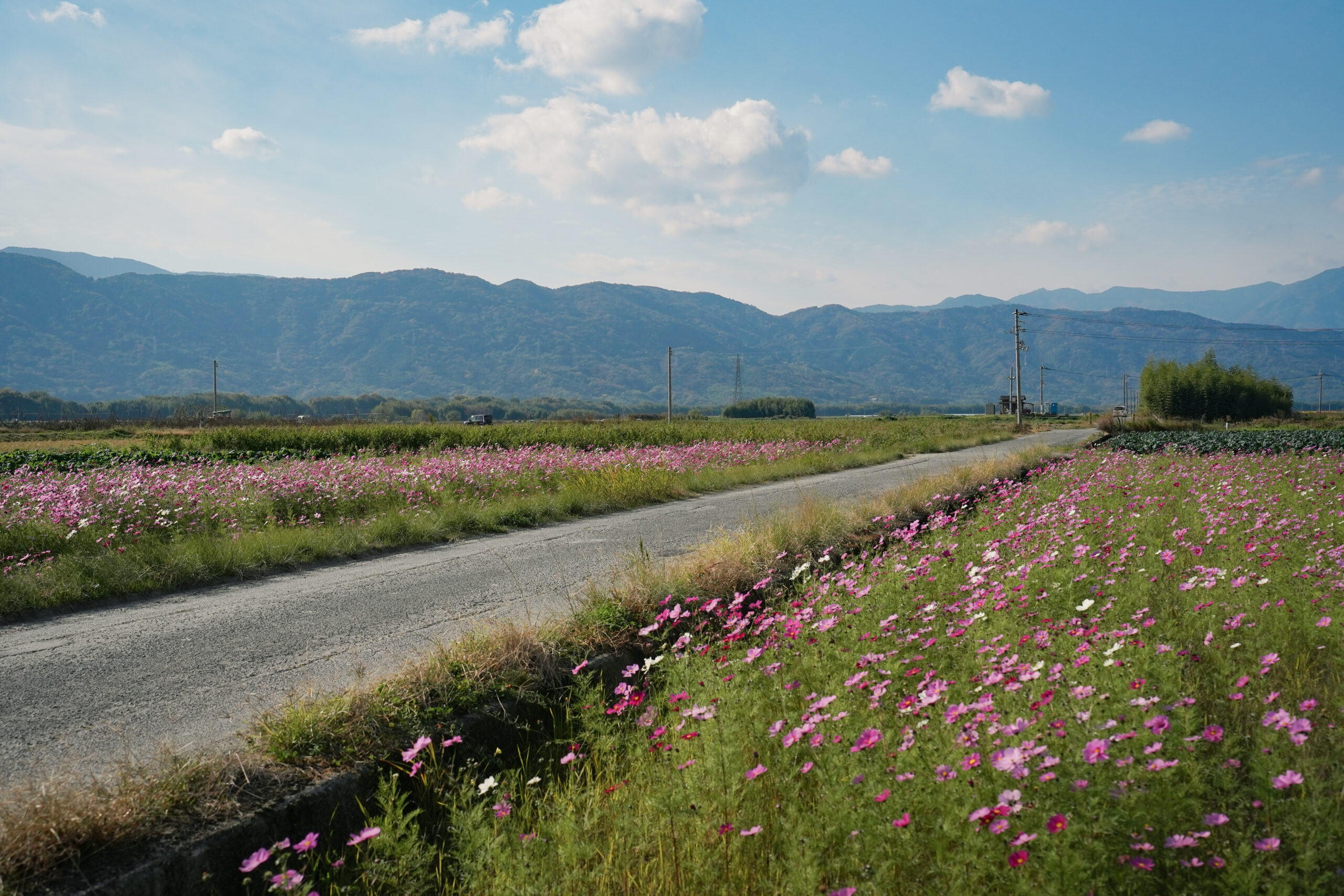 zennyujito_no_cosmos_2025
善入寺島のコスモス2025