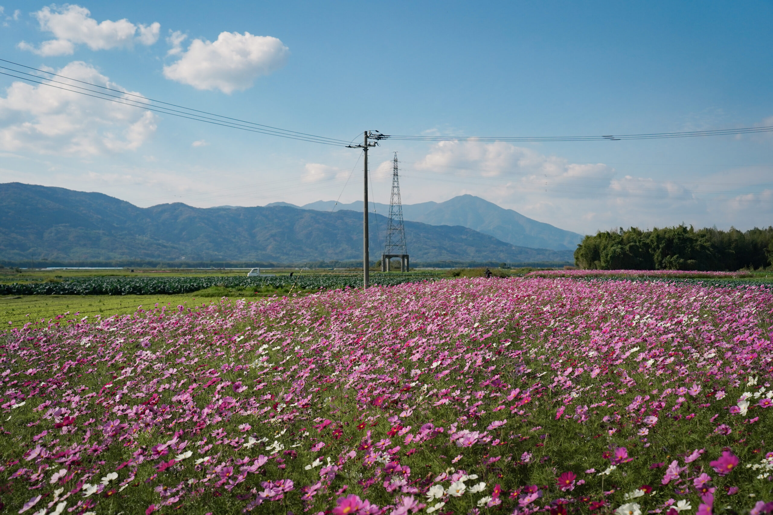 zennyujito_no_cosmos_2025
善入寺島のコスモス2025