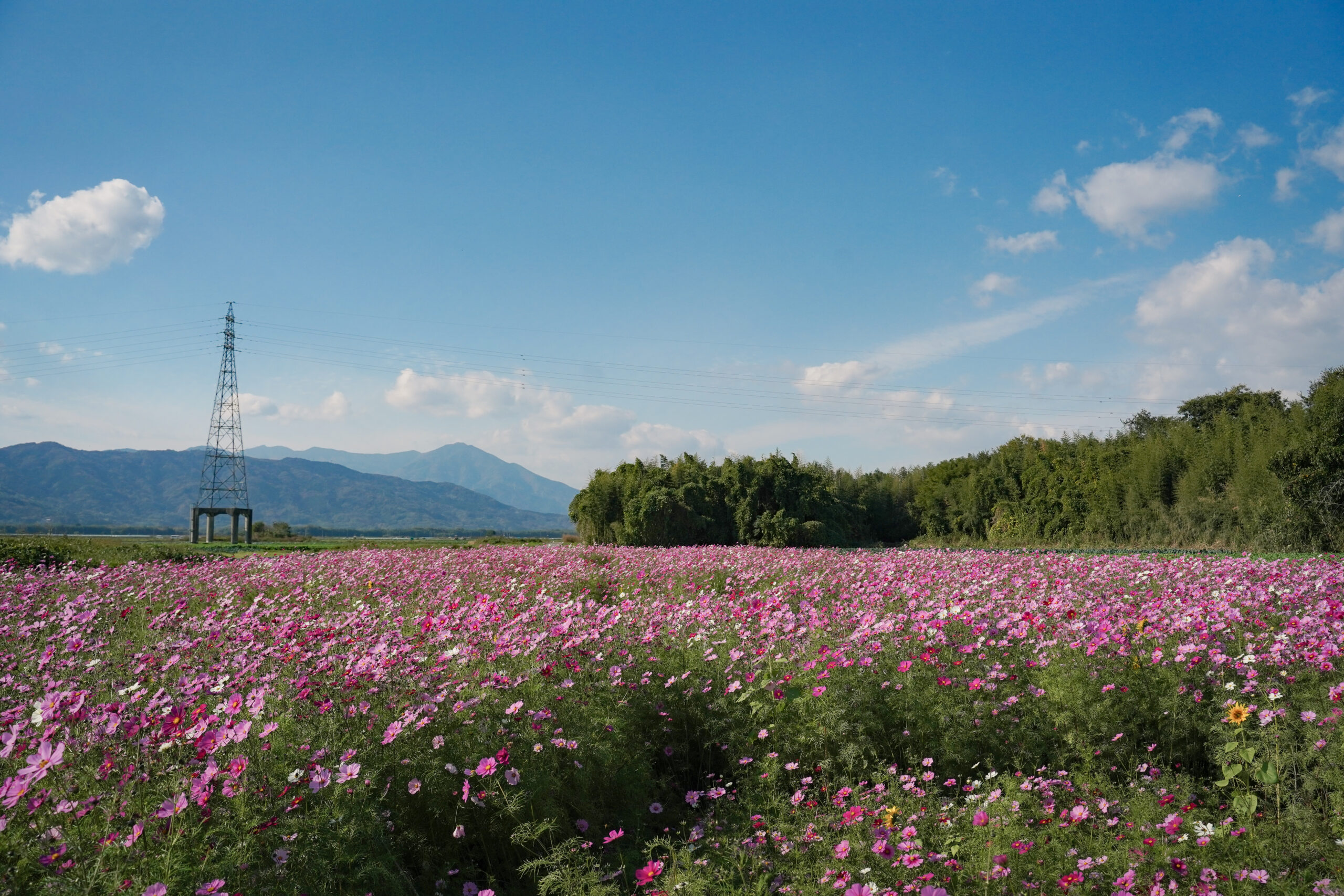 zennyujito_no_cosmos_2025
善入寺島のコスモス2025