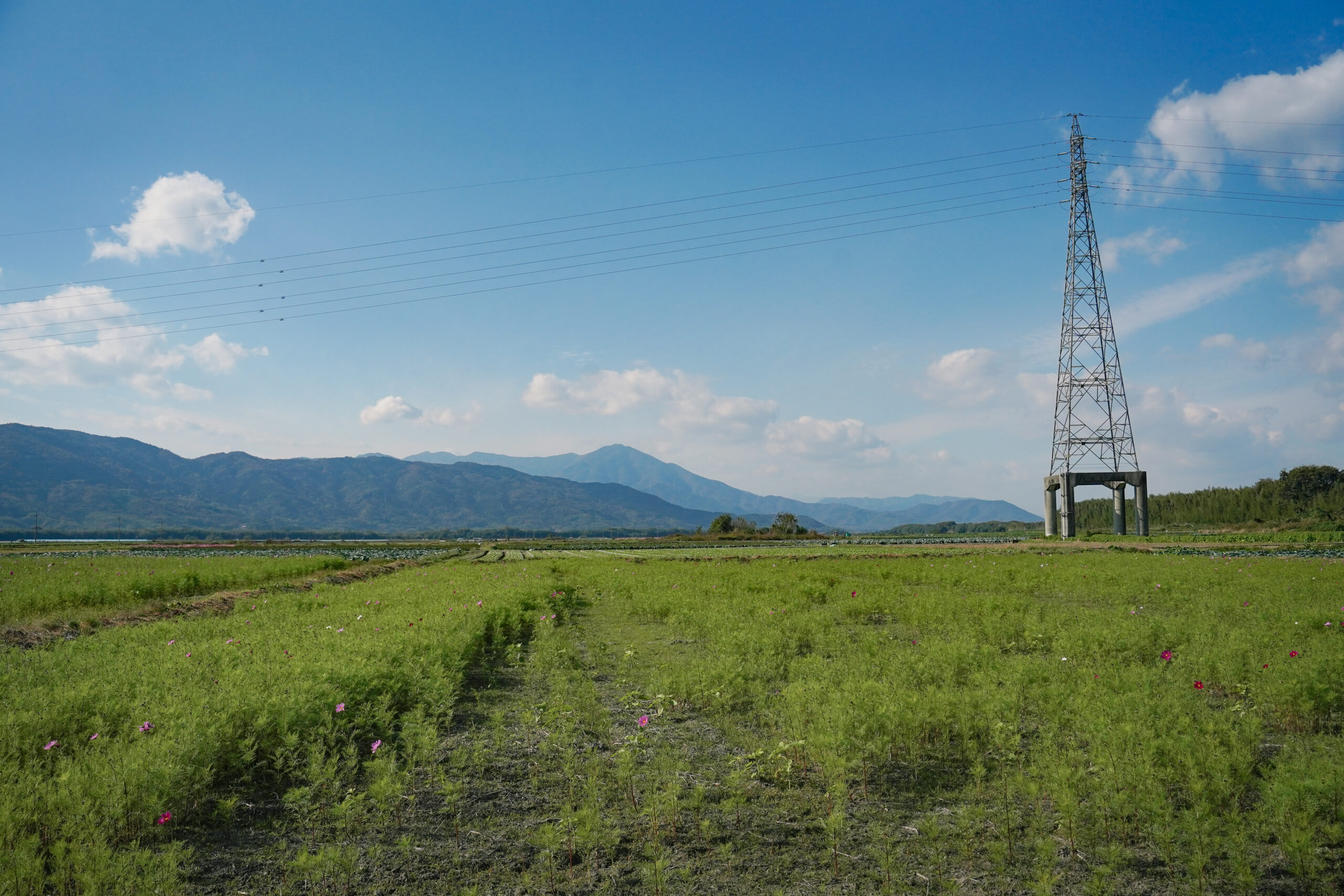 zennyujito_no_cosmos_2025
善入寺島のコスモス2025