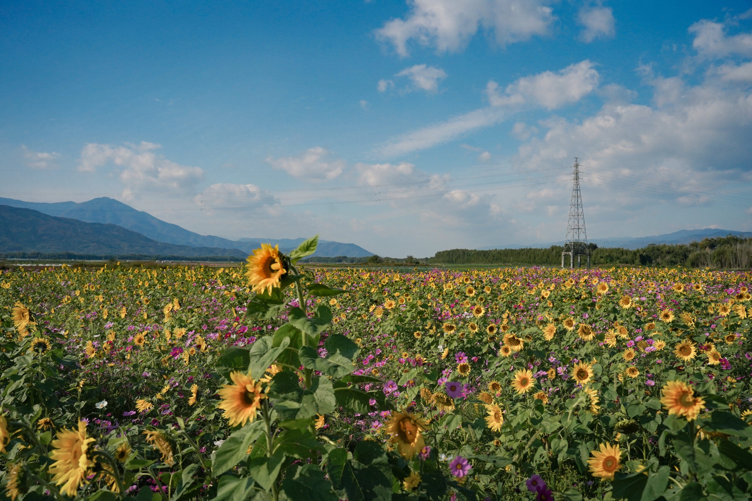 zennyujito_no_cosmos_2025
善入寺島のコスモス2025