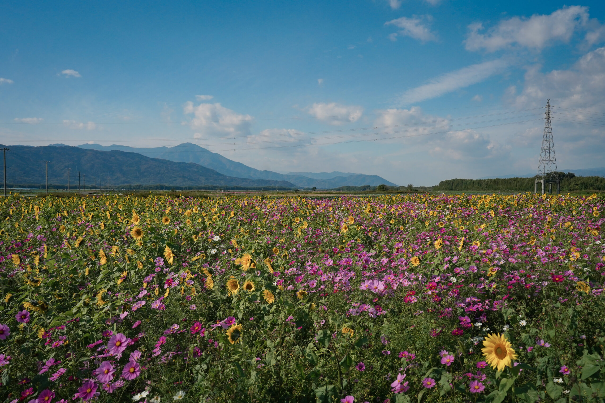 zennyujito_no_cosmos_2025
善入寺島のコスモス2025