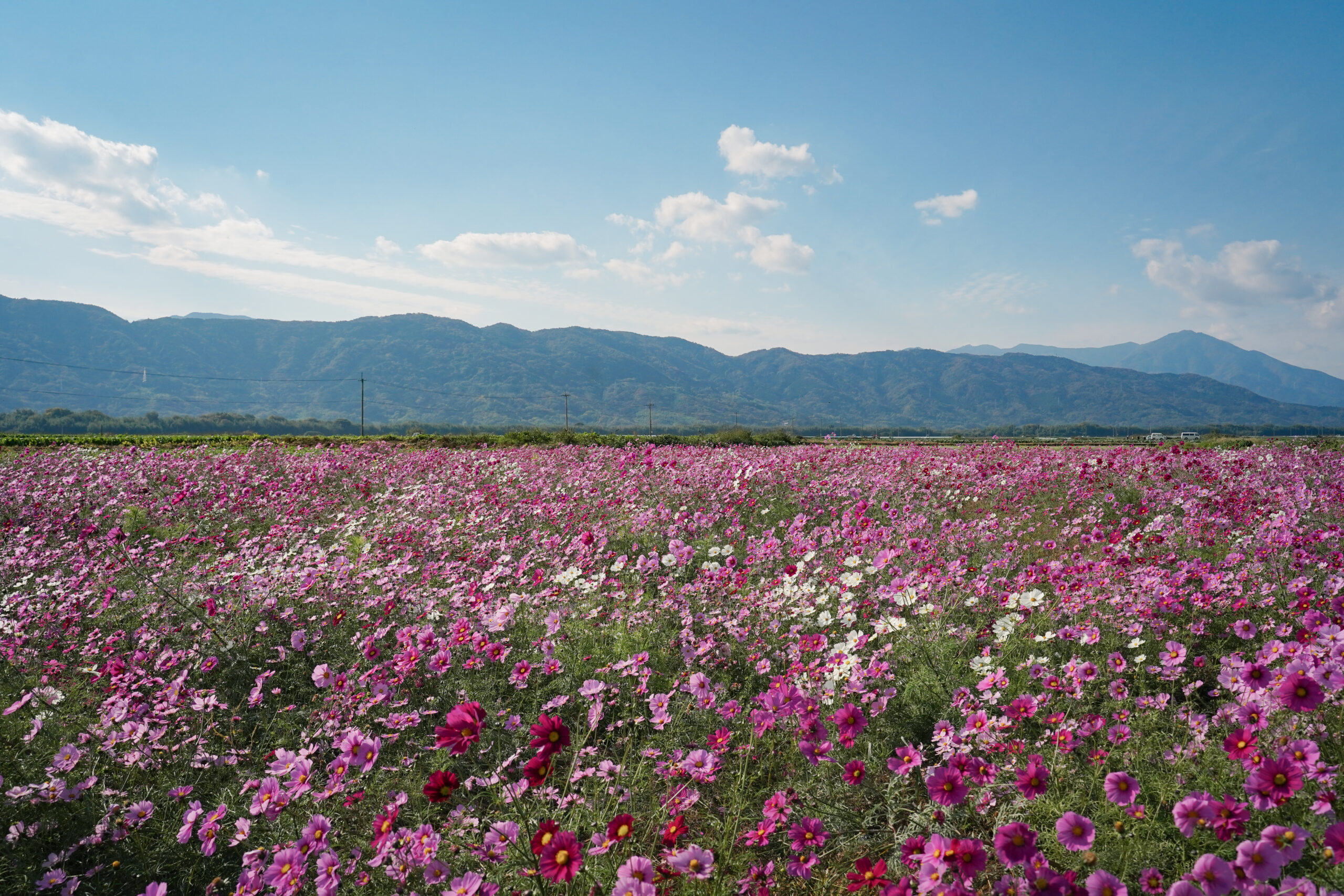 zennyujito_no_cosmos_2025
善入寺島のコスモス2025