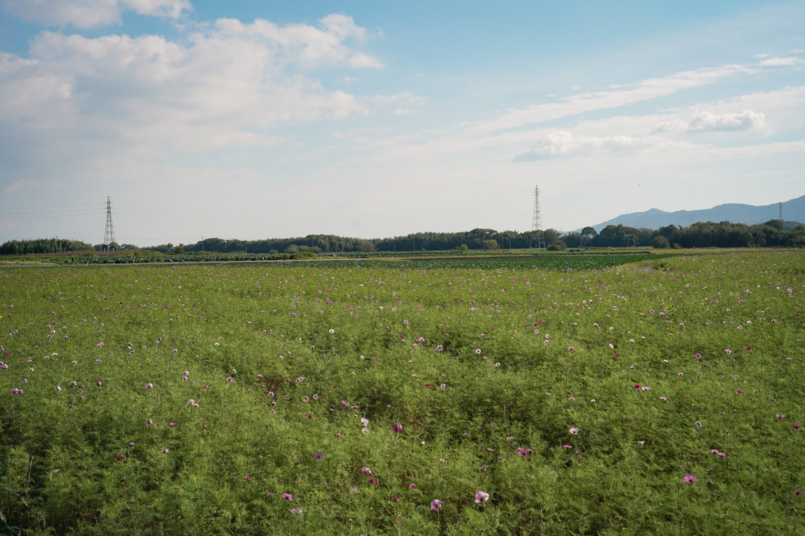 zennyujito_no_cosmos_2025
善入寺島のコスモス2025