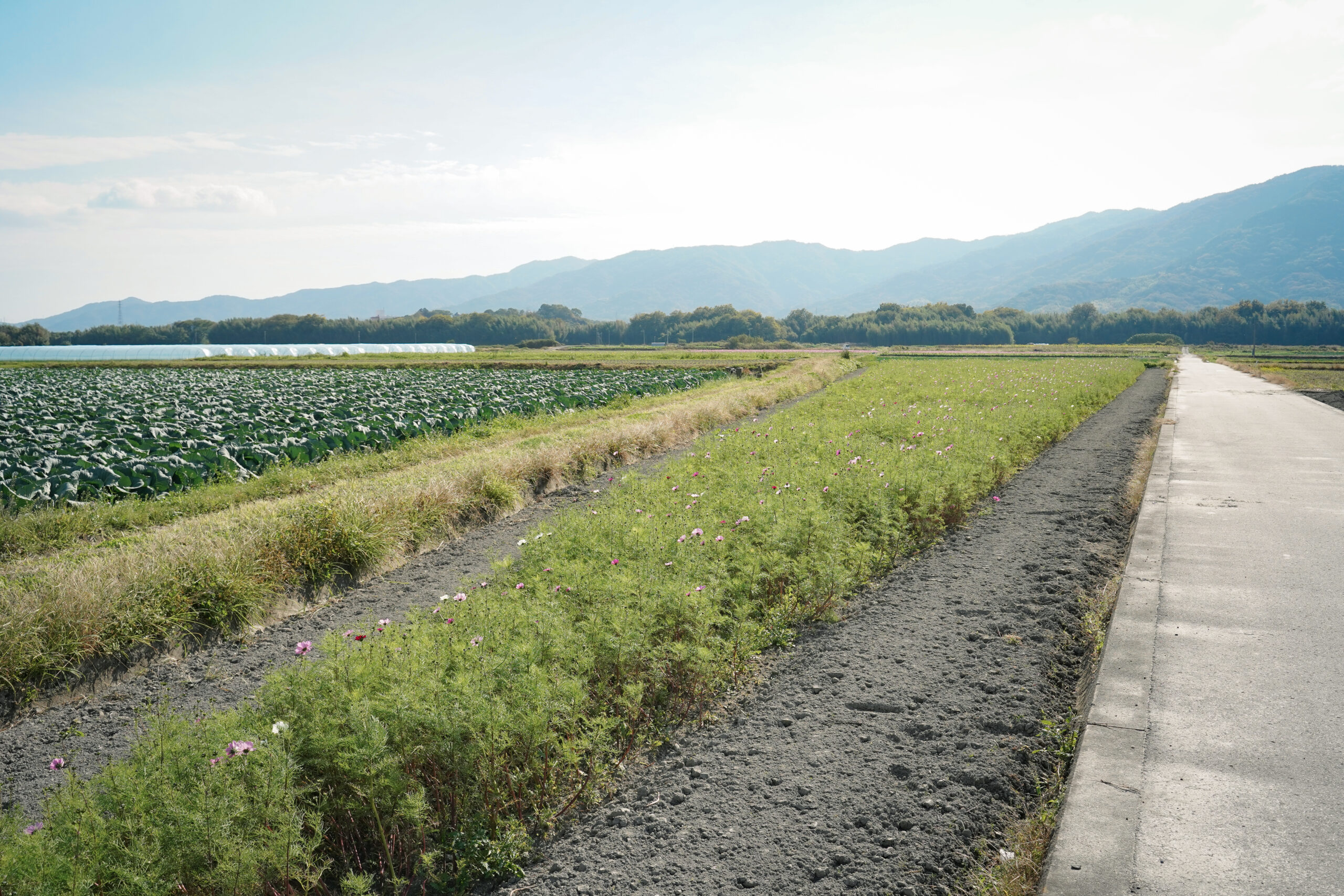 zennyujito_no_cosmos_2025
善入寺島のコスモス2025