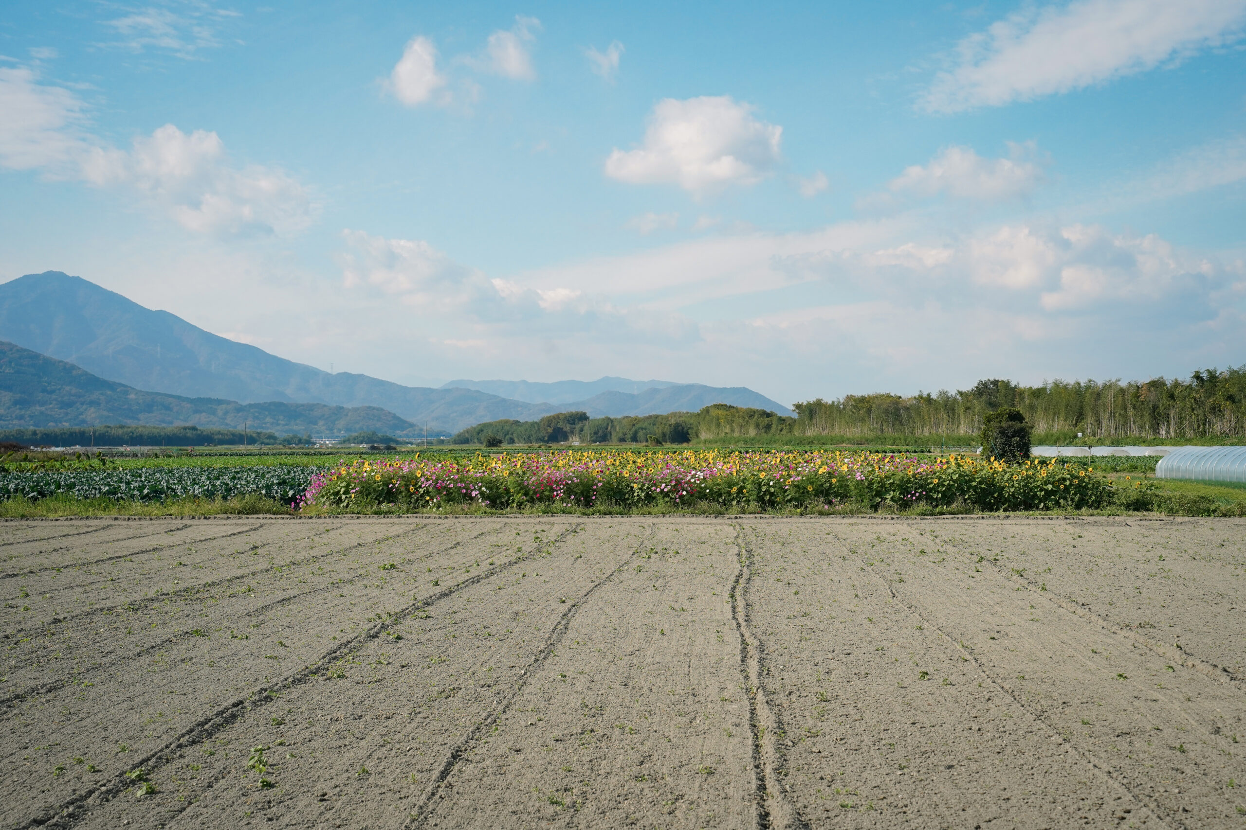 zennyujito_no_cosmos_2025
善入寺島のコスモス2025