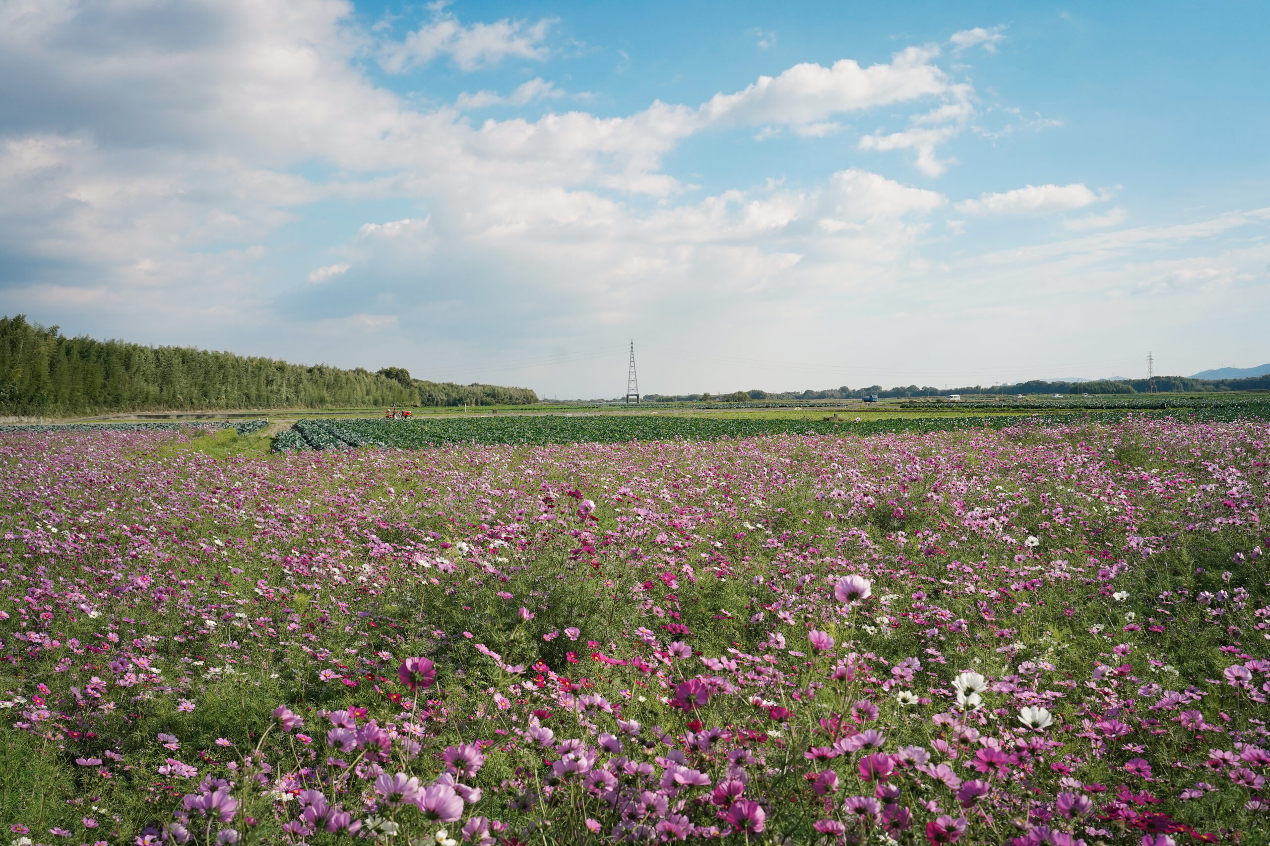 zennyujito_no_cosmos_2025
善入寺島のコスモス2025