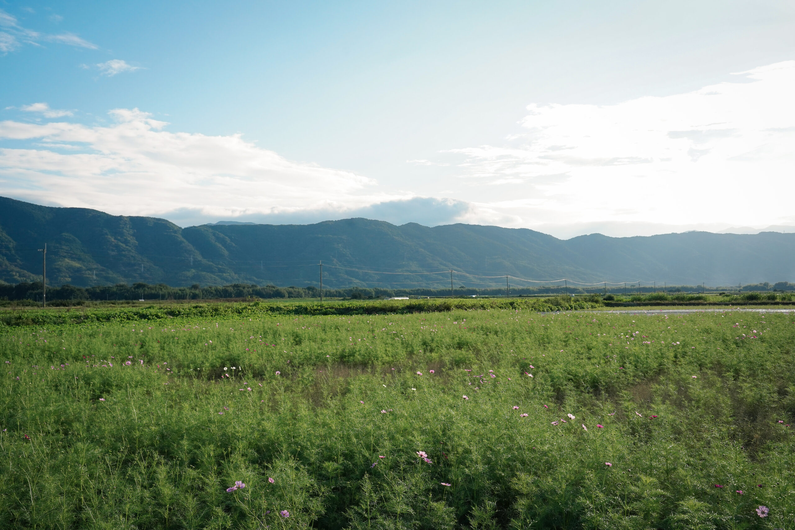 zennyujito_no_cosmos_2025
善入寺島のコスモス2025