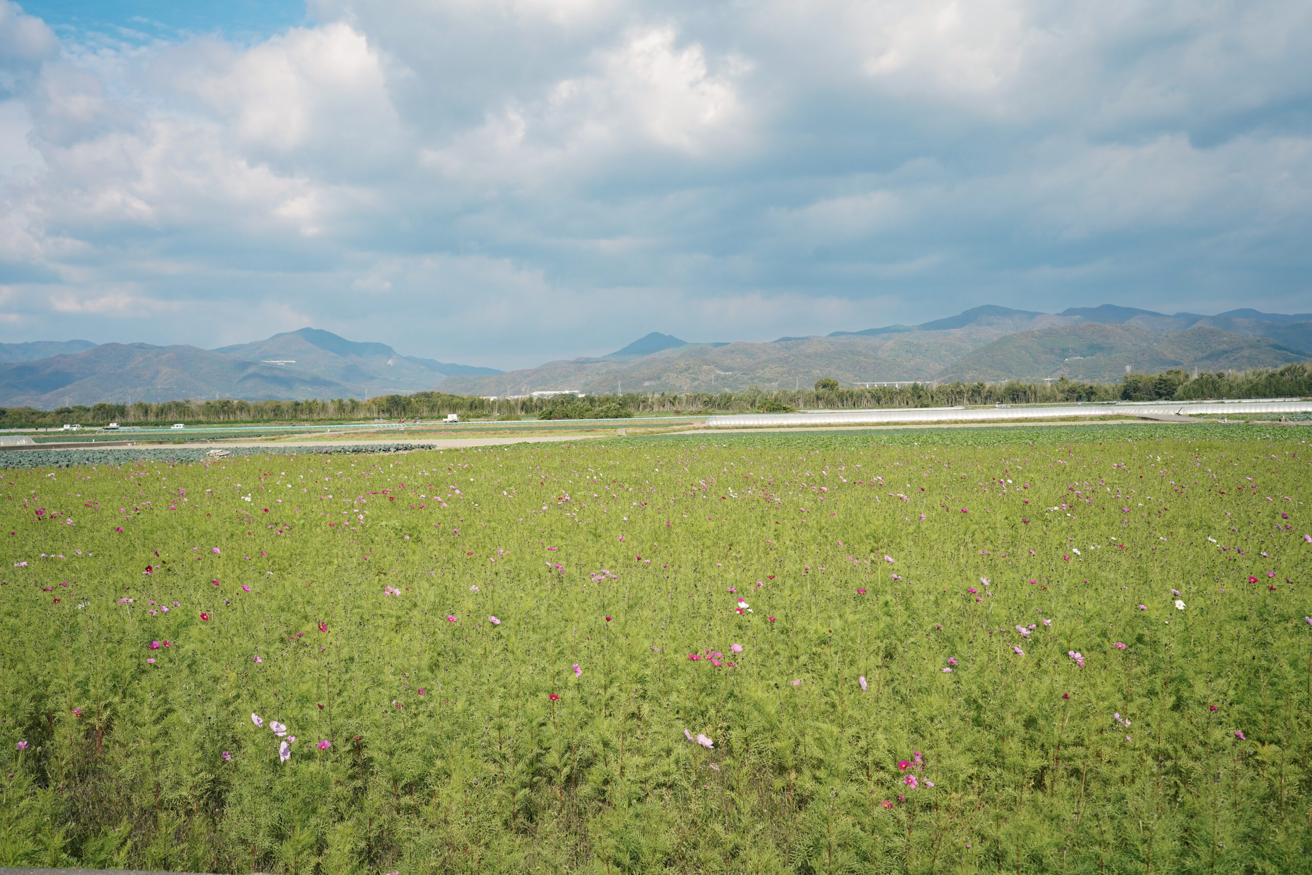 zennyujito_no_cosmos_2025
善入寺島のコスモス2025