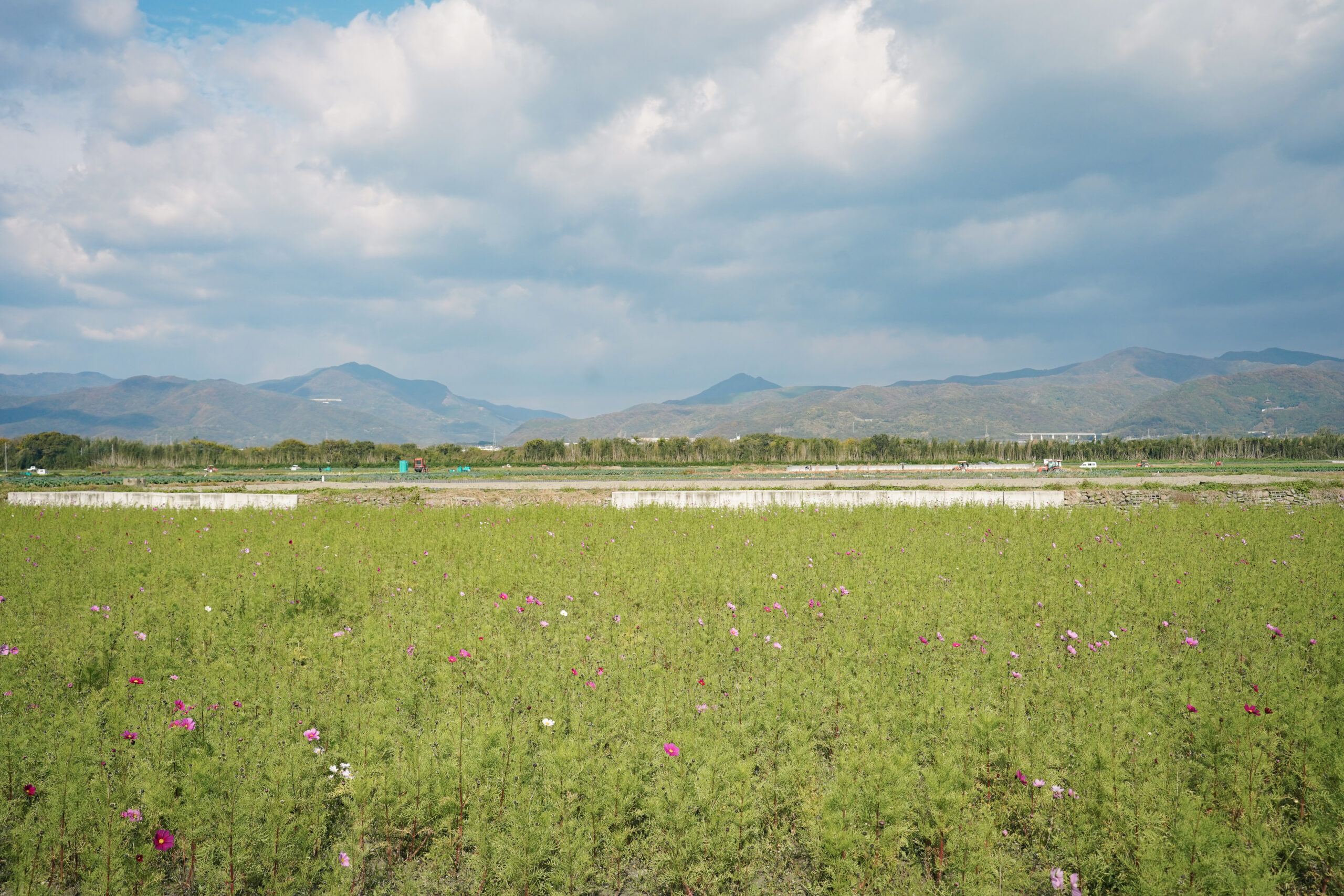 zennyujito_no_cosmos_2025
善入寺島のコスモス2025