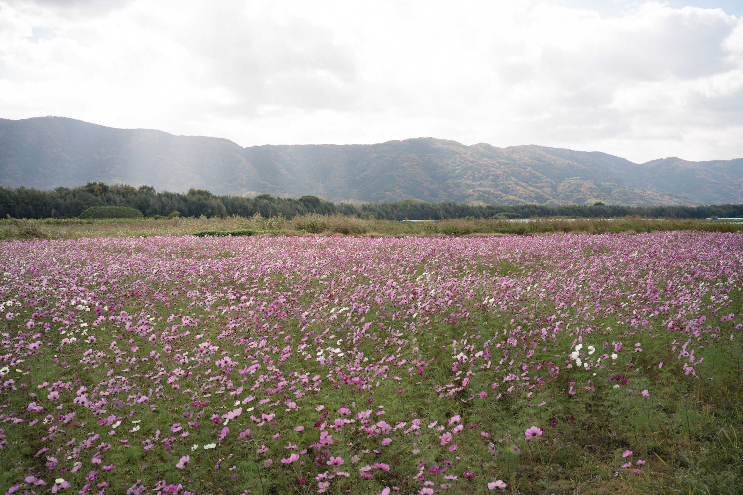 zennyujito_no_cosmos_2025
善入寺島のコスモス2025
