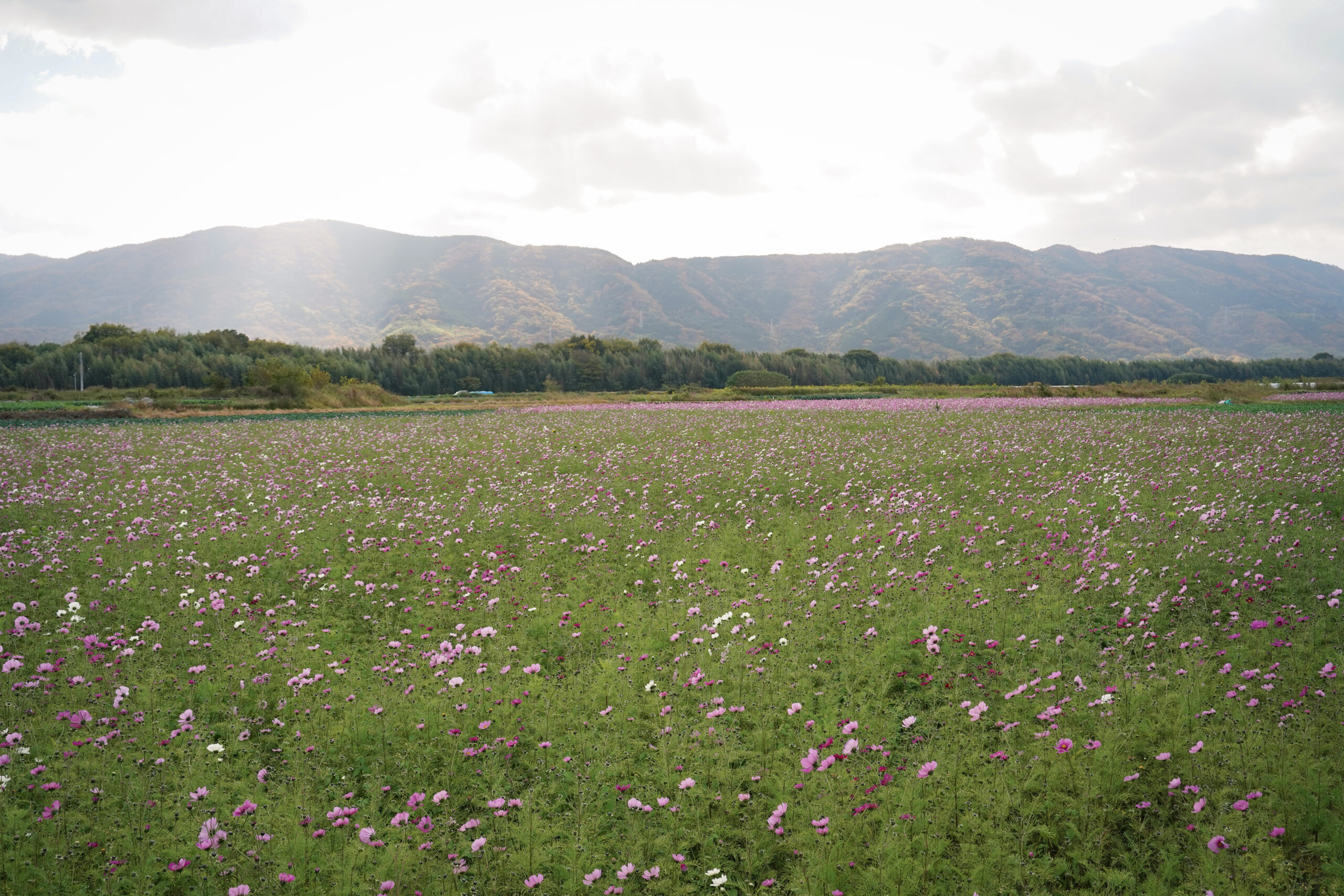 zennyujito_no_cosmos_2025
善入寺島のコスモス2025