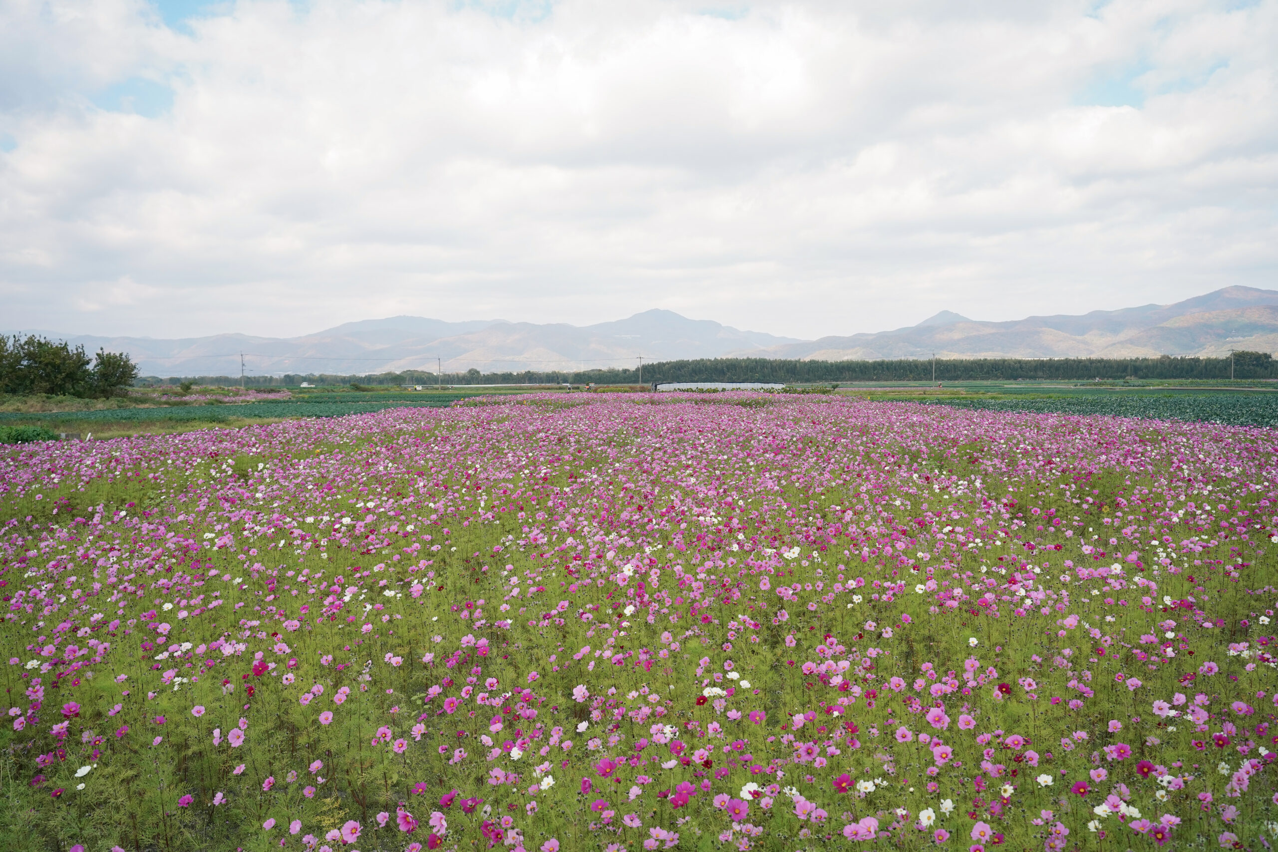 zennyujito_no_cosmos_2025
善入寺島のコスモス2025