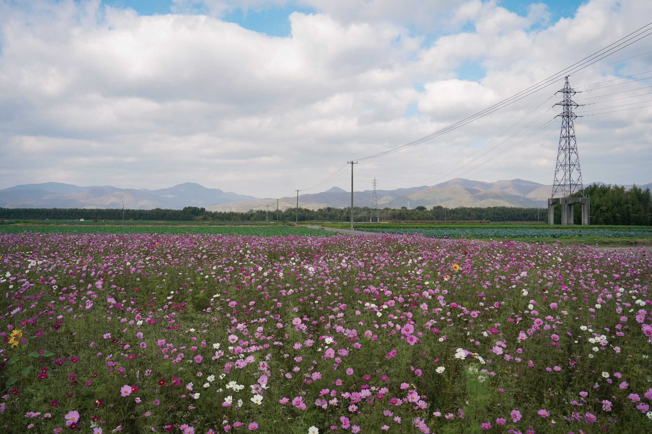 zennyujito_no_cosmos_2025
善入寺島のコスモス2025