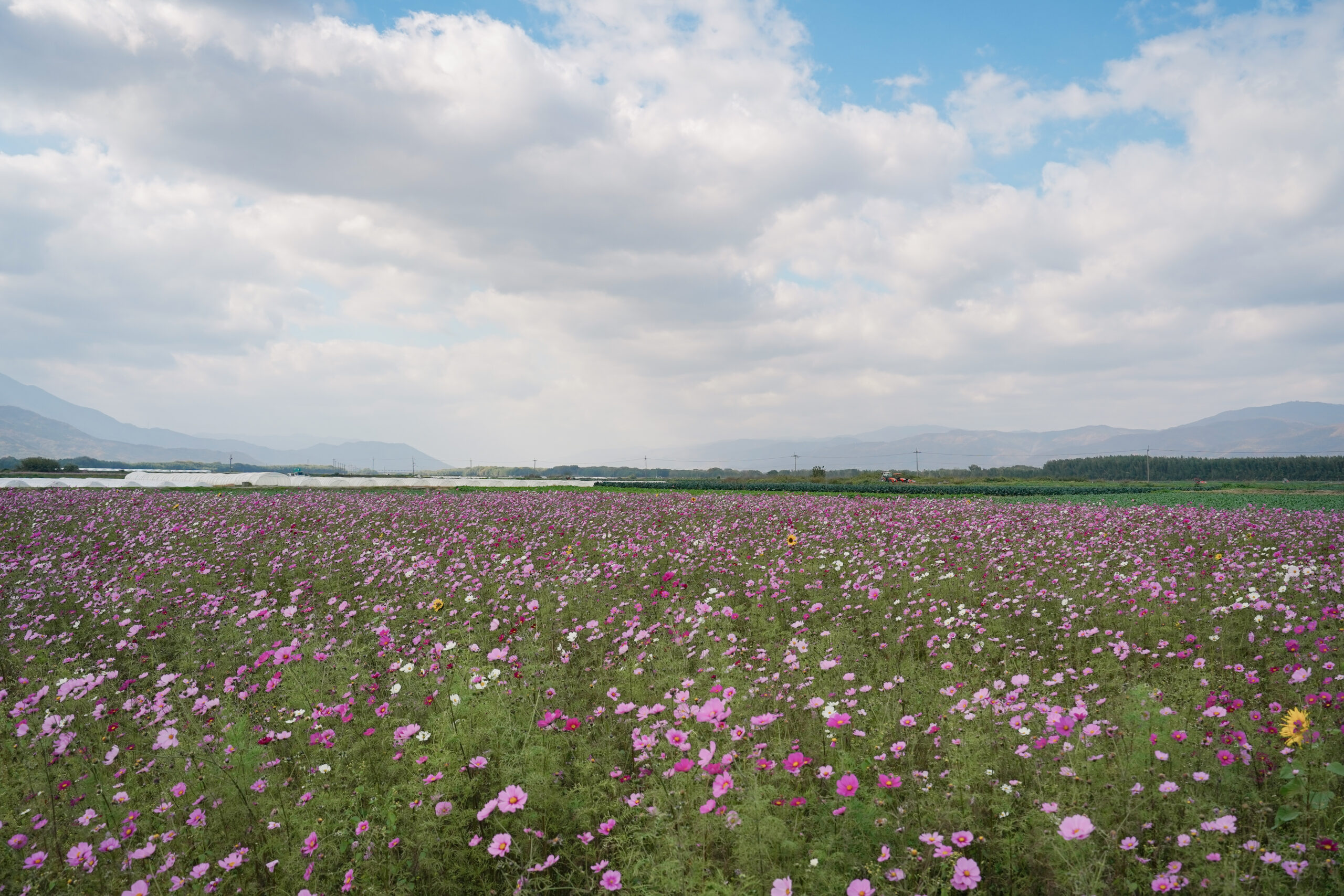 zennyujito_no_cosmos_2025
善入寺島のコスモス2025