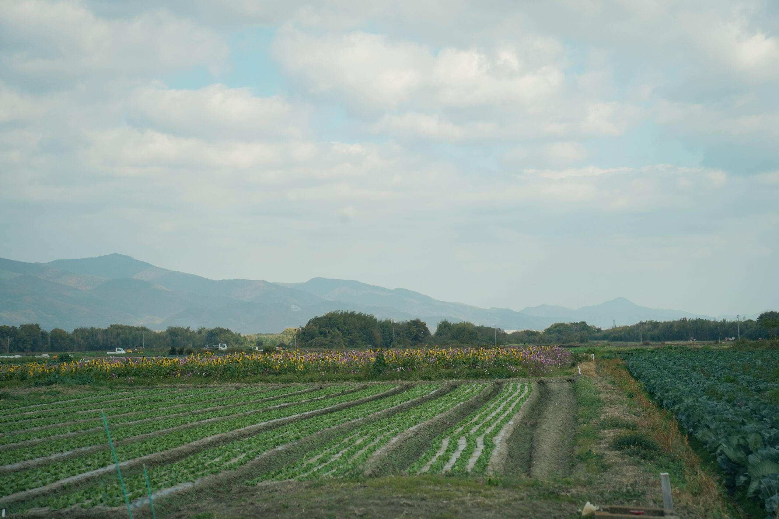 zennyujito_no_cosmos_2025
善入寺島のコスモス2025