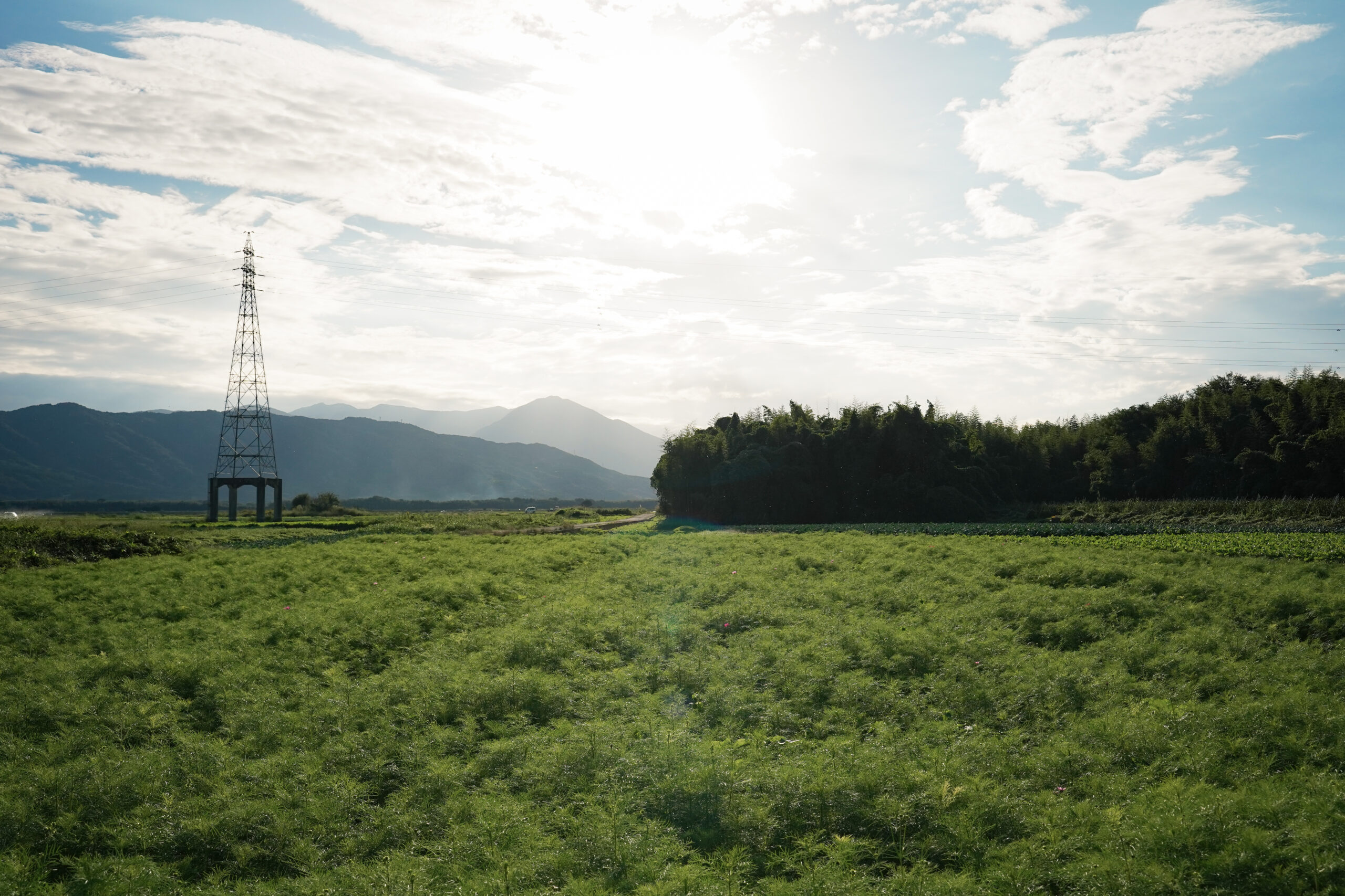 zennyujito_no_cosmos_2025
善入寺島のコスモス2025