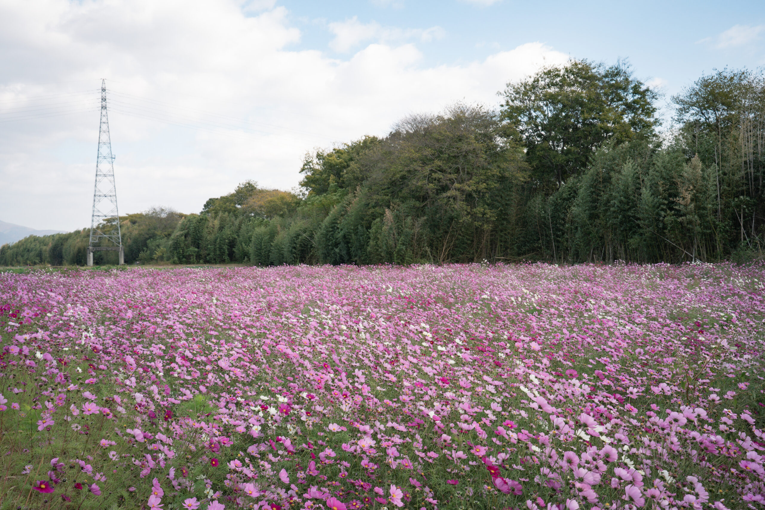 zennyujito_no_cosmos_2025
善入寺島のコスモス2025