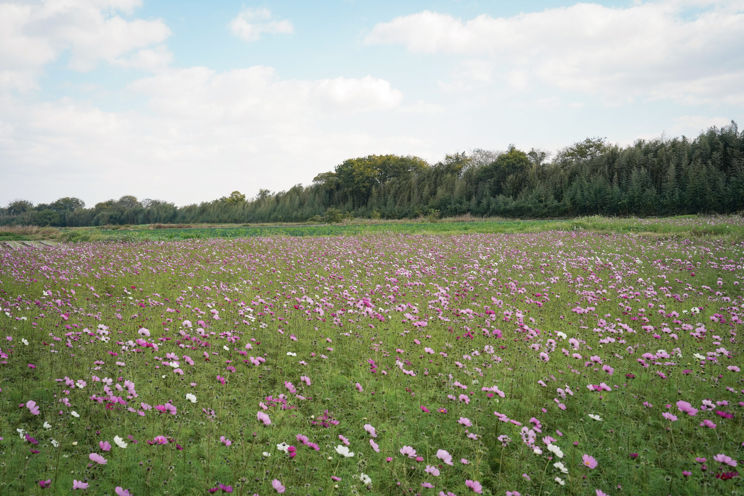 zennyujito_no_cosmos_2025
善入寺島のコスモス2025