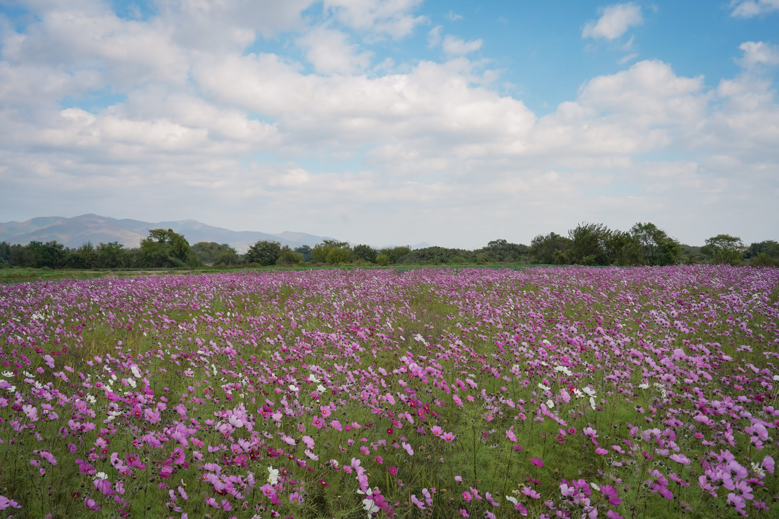 zennyujito_no_cosmos_2025
善入寺島のコスモス2025