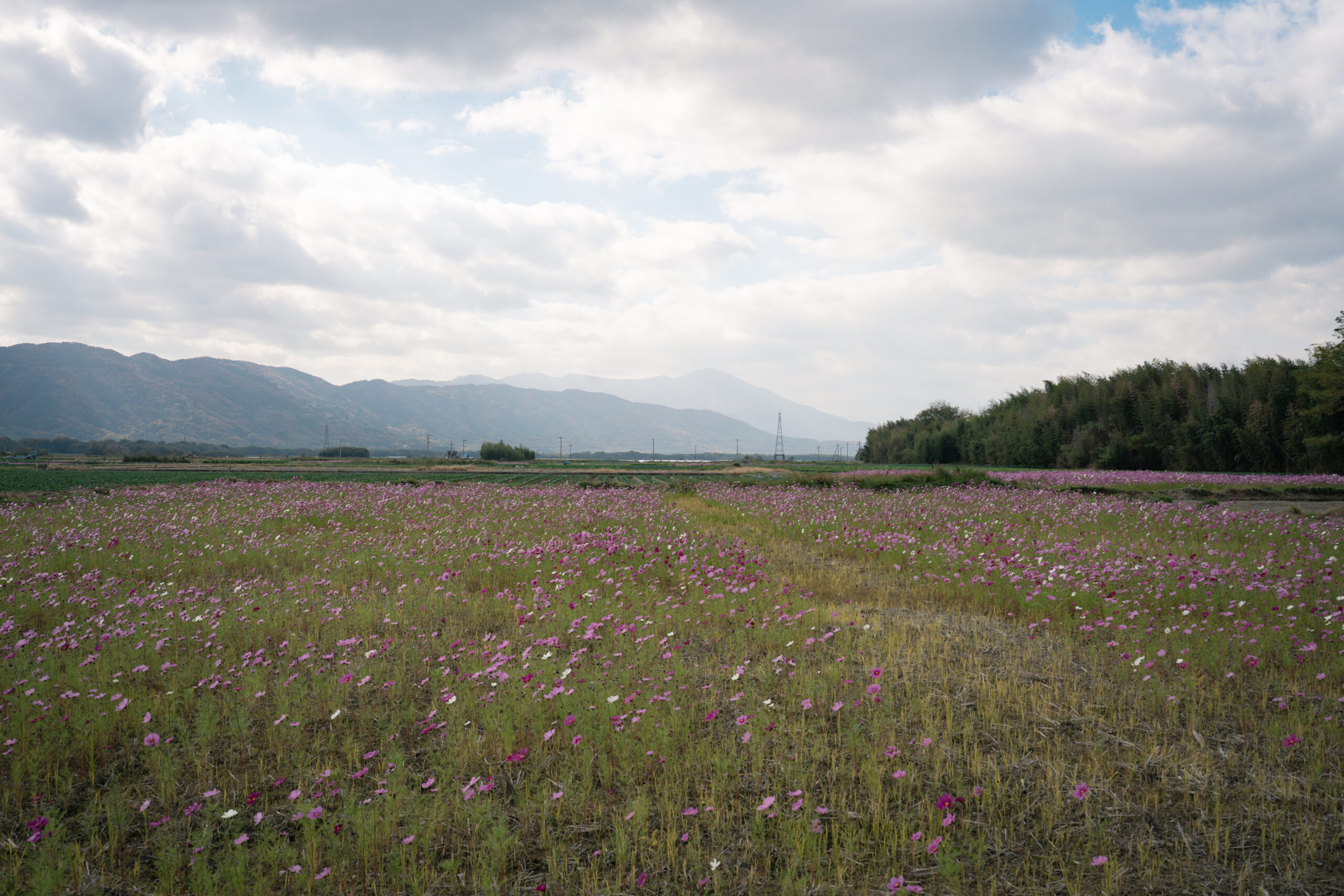 zennyujito_no_cosmos_2025
善入寺島のコスモス2025