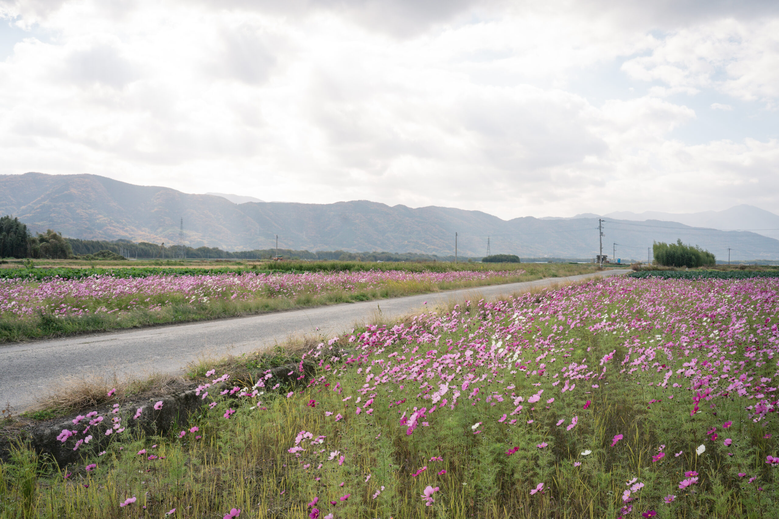 zennyujito_no_cosmos_2025
善入寺島のコスモス2025
