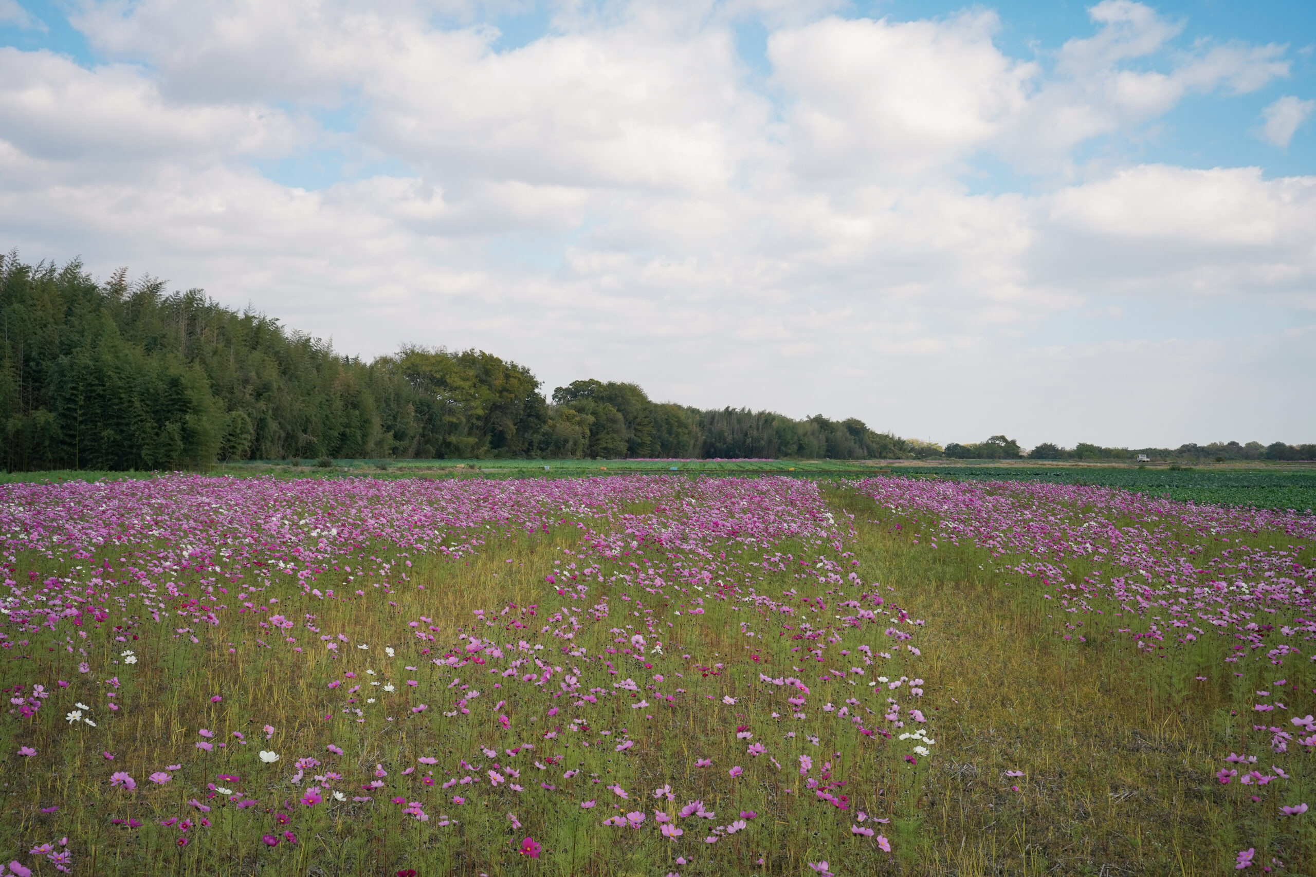 zennyujito_no_cosmos_2025
善入寺島のコスモス2025