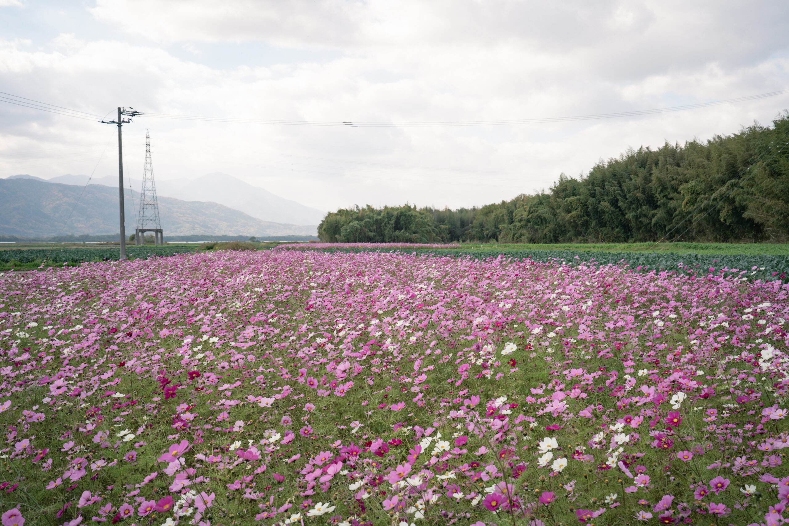 zennyujito_no_cosmos_2025
善入寺島のコスモス2025