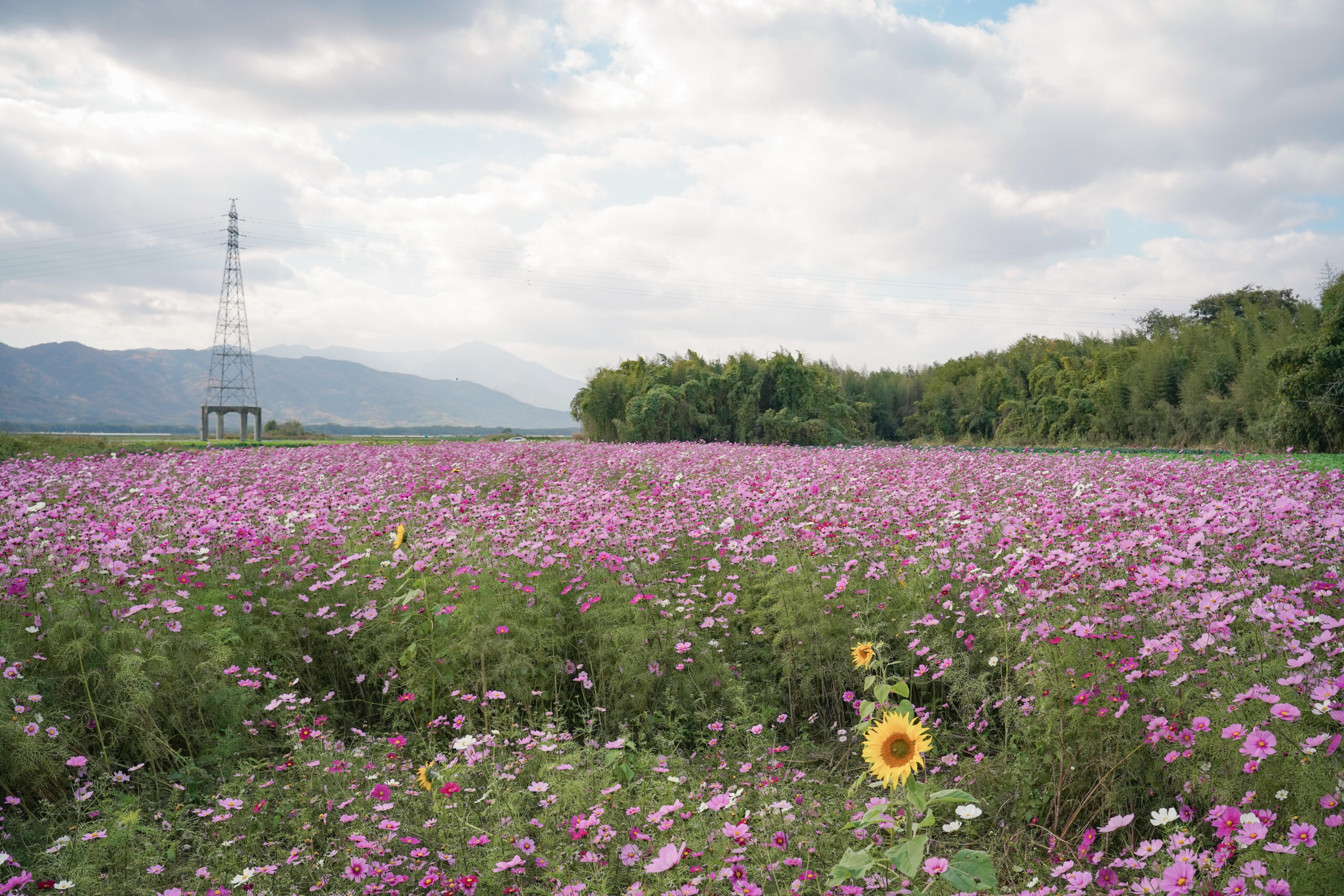 zennyujito_no_cosmos_2025
善入寺島のコスモス2025