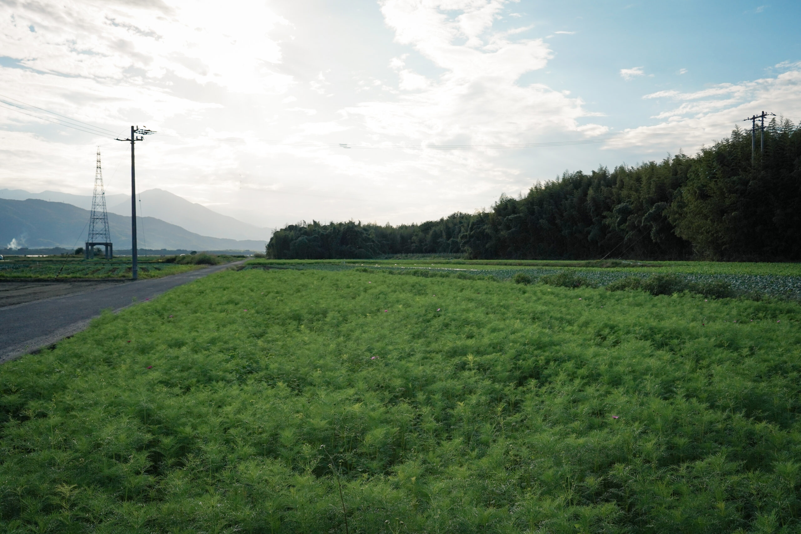 zennyujito_no_cosmos_2025
善入寺島のコスモス2025