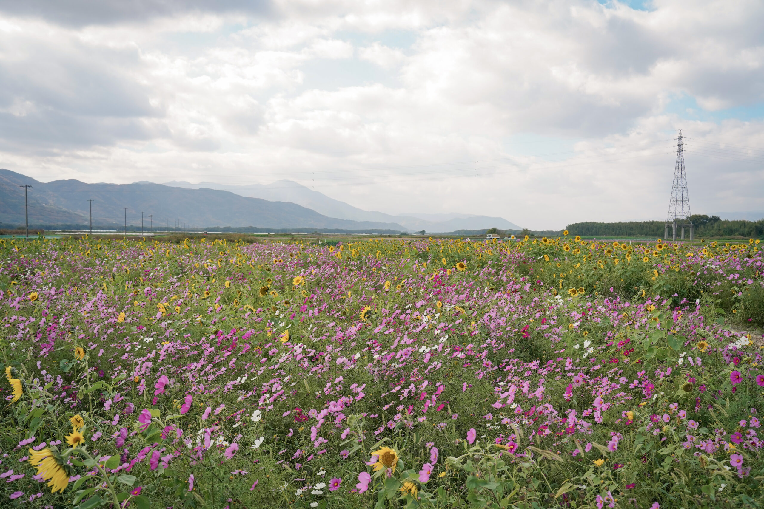 zennyujito_no_cosmos_2025
善入寺島のコスモス2025