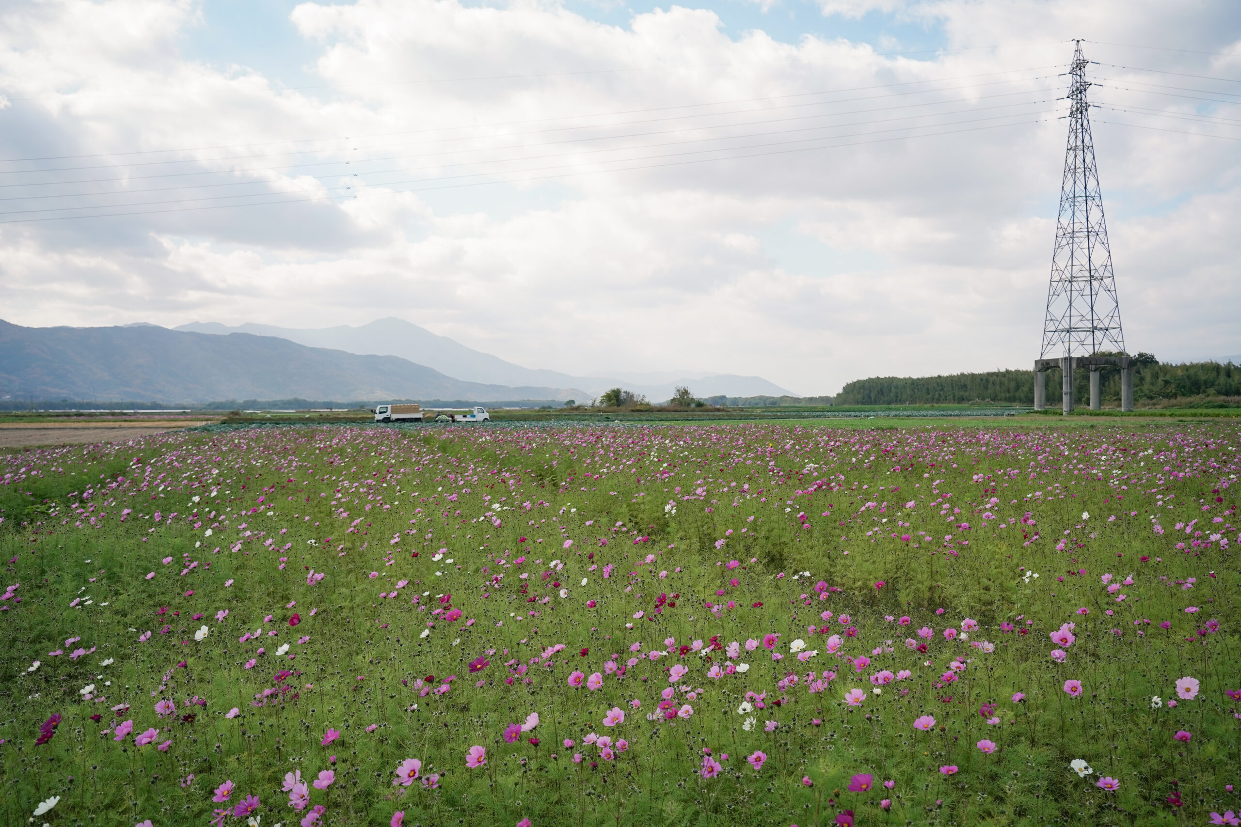 zennyujito_no_cosmos_2025
善入寺島のコスモス2025