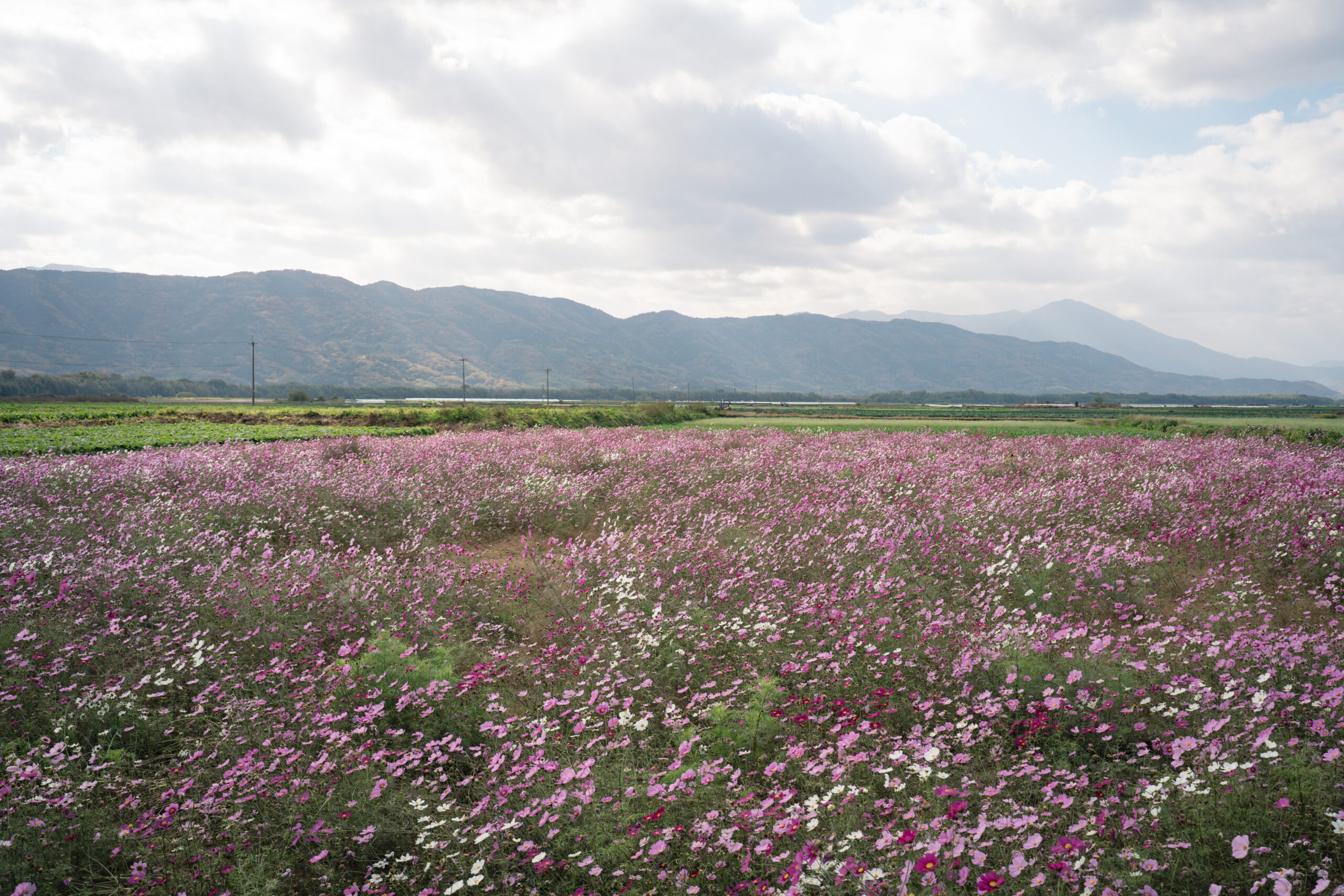 zennyujito_no_cosmos_2025
善入寺島のコスモス2025