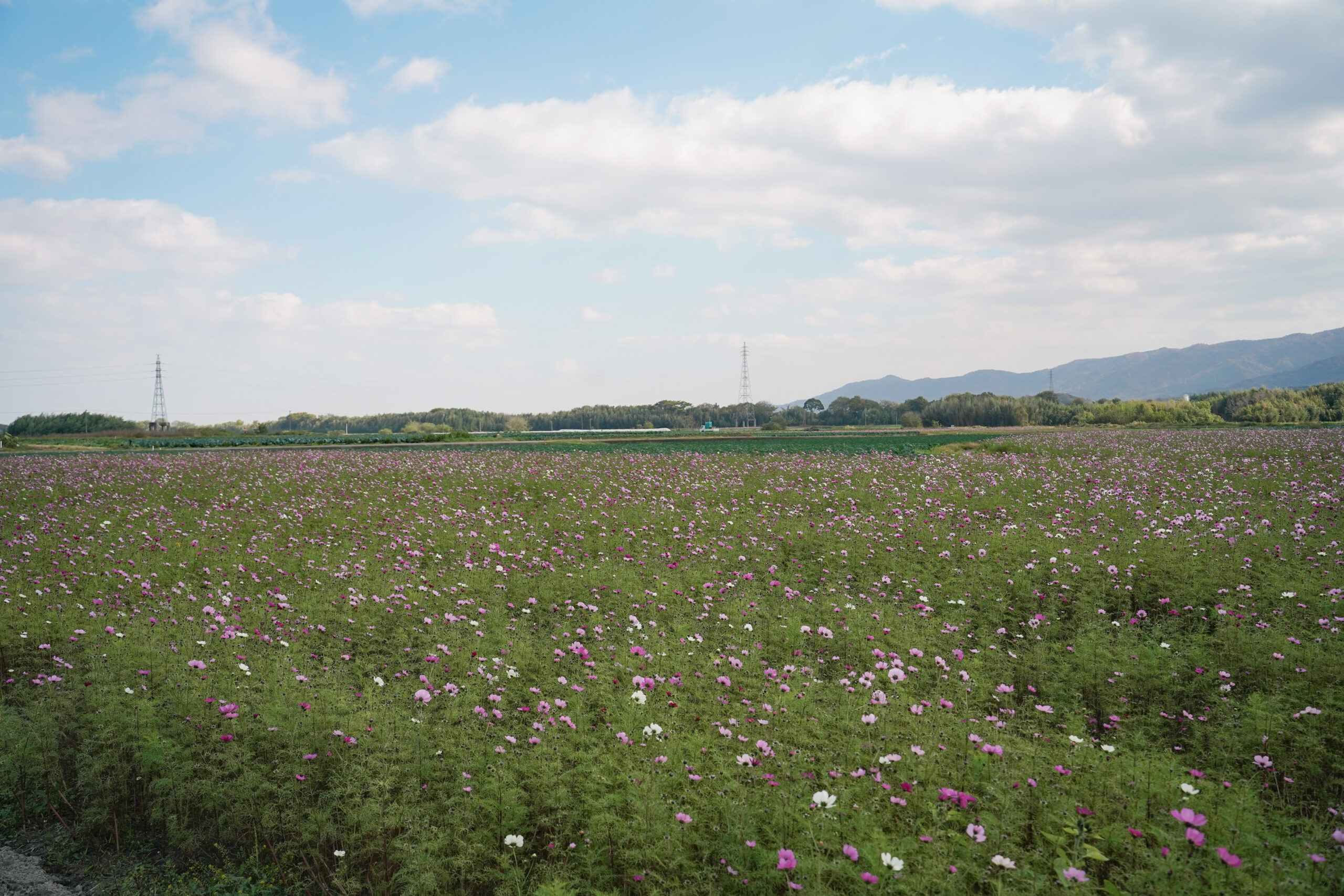 zennyujito_no_cosmos_2025
善入寺島のコスモス2025