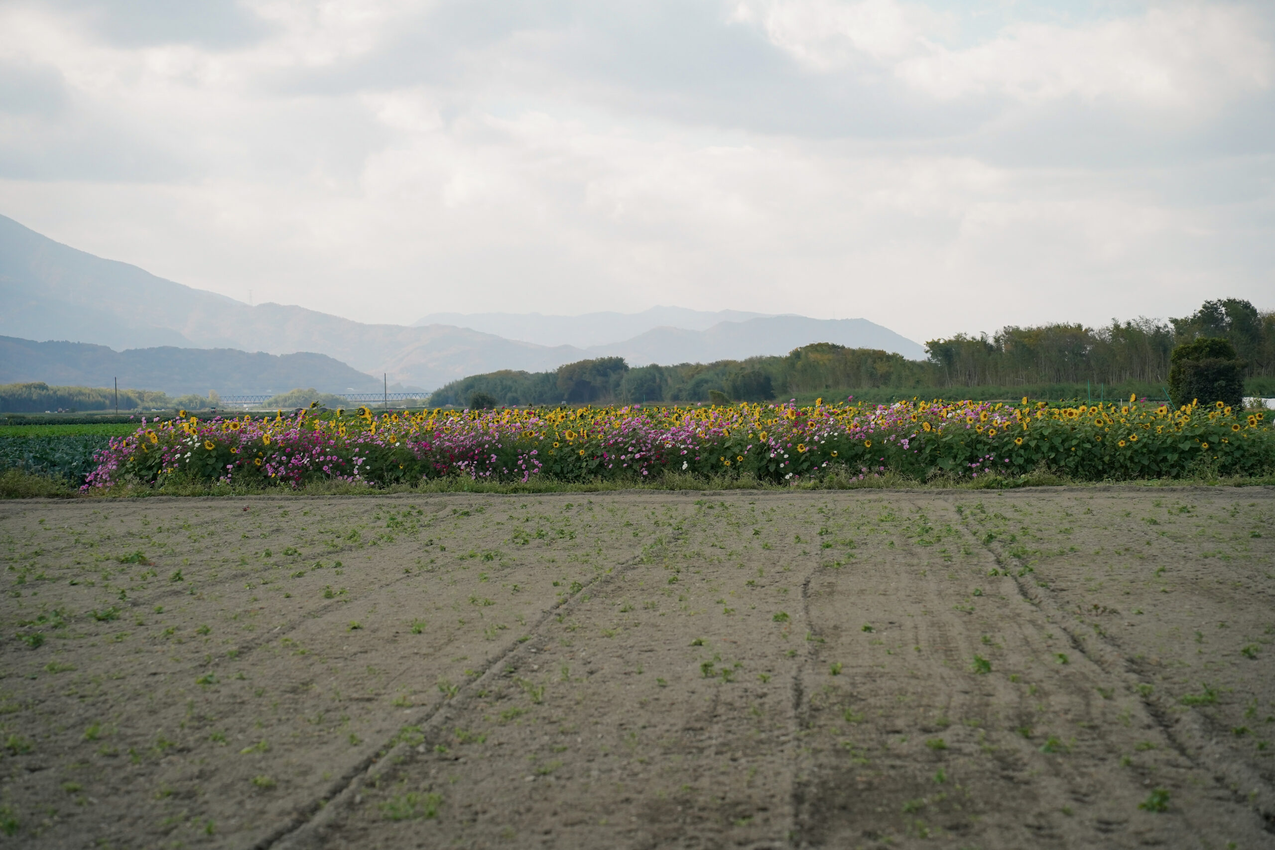 zennyujito_no_cosmos_2025
善入寺島のコスモス2025