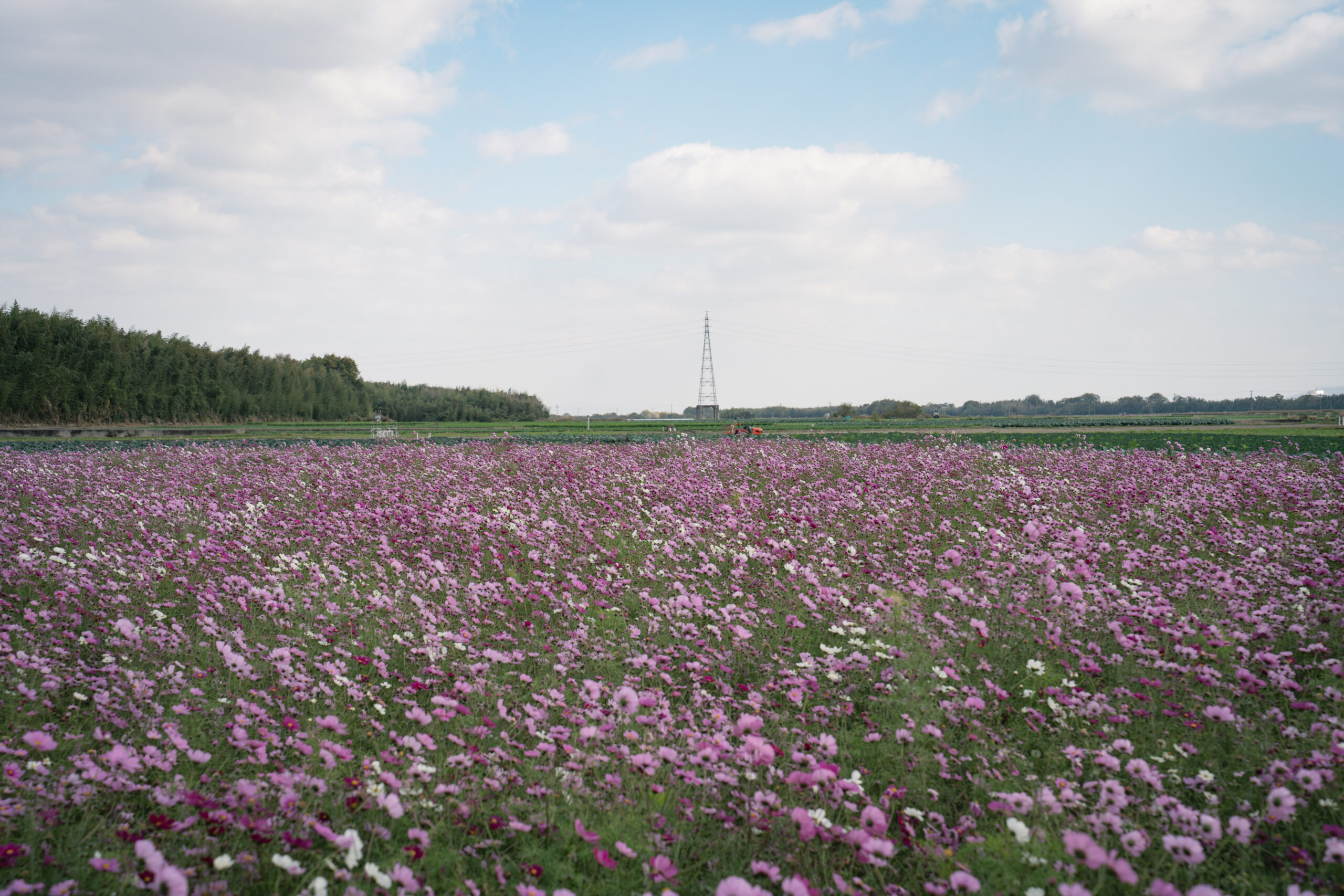 zennyujito_no_cosmos_2025
善入寺島のコスモス2025
