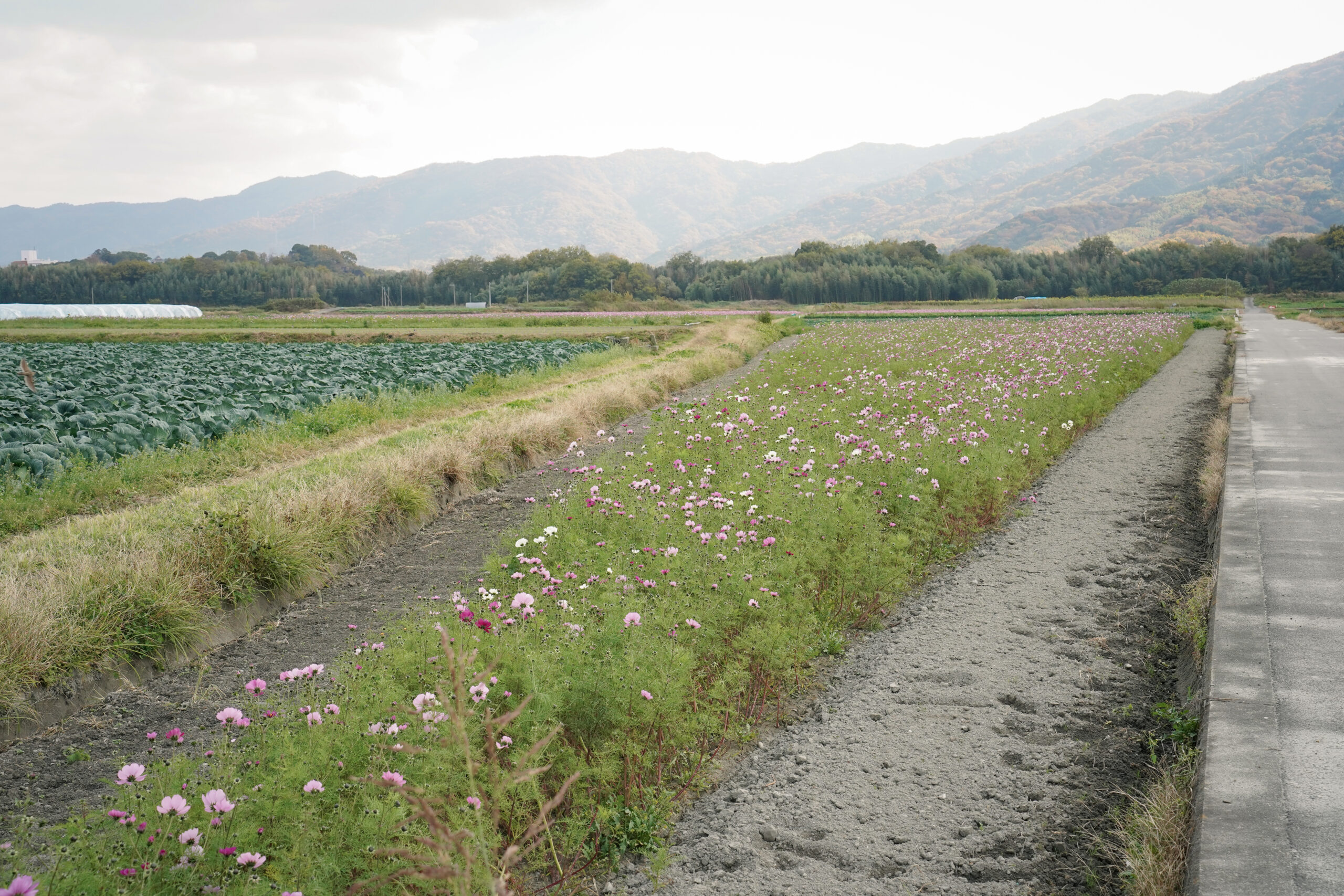 zennyujito_no_cosmos_2025
善入寺島のコスモス2025