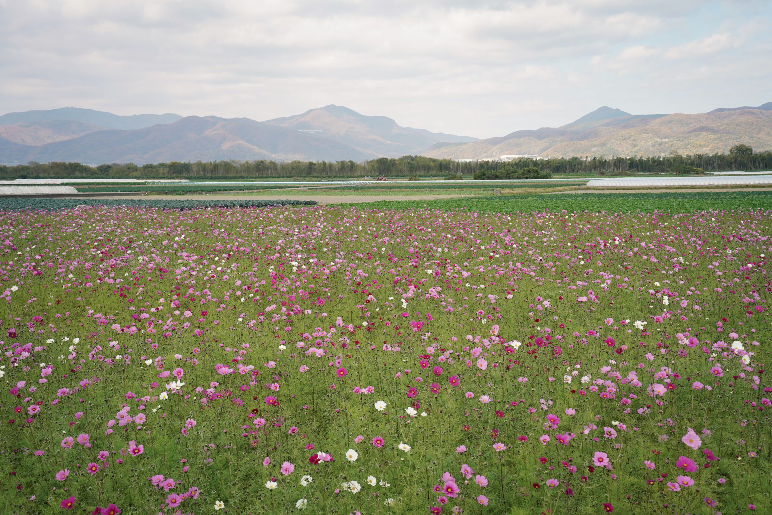 zennyujito_no_cosmos_2025
善入寺島のコスモス2025