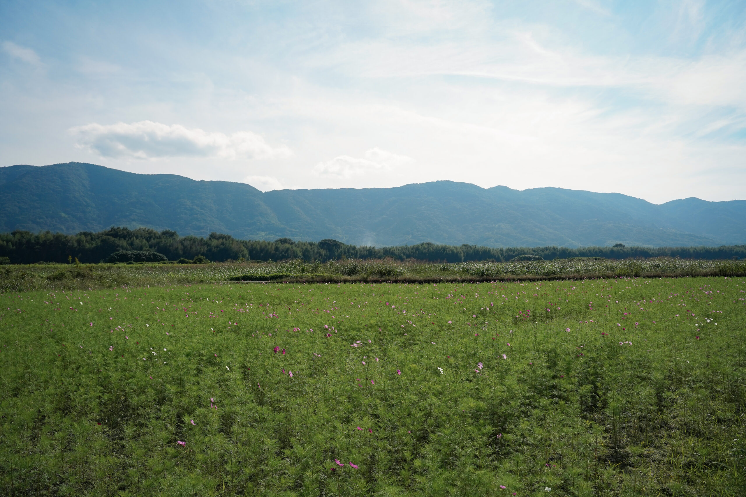 zennyujito_no_cosmos_2025
善入寺島のコスモス2025