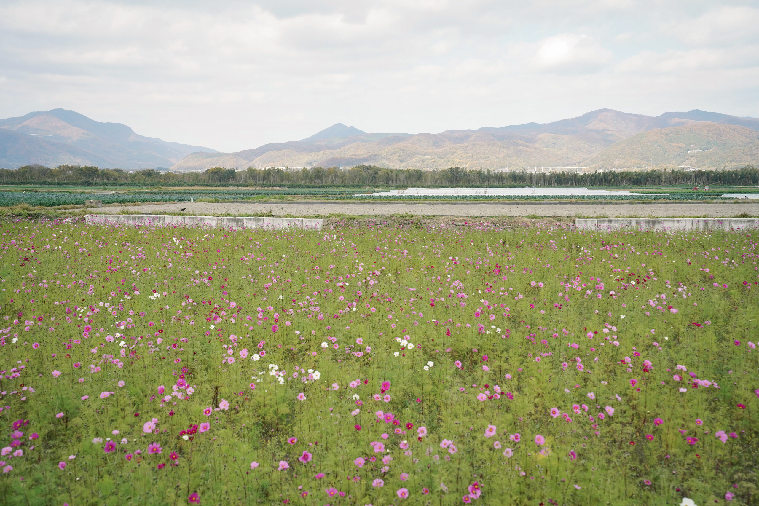 zennyujito_no_cosmos_2025
善入寺島のコスモス2025