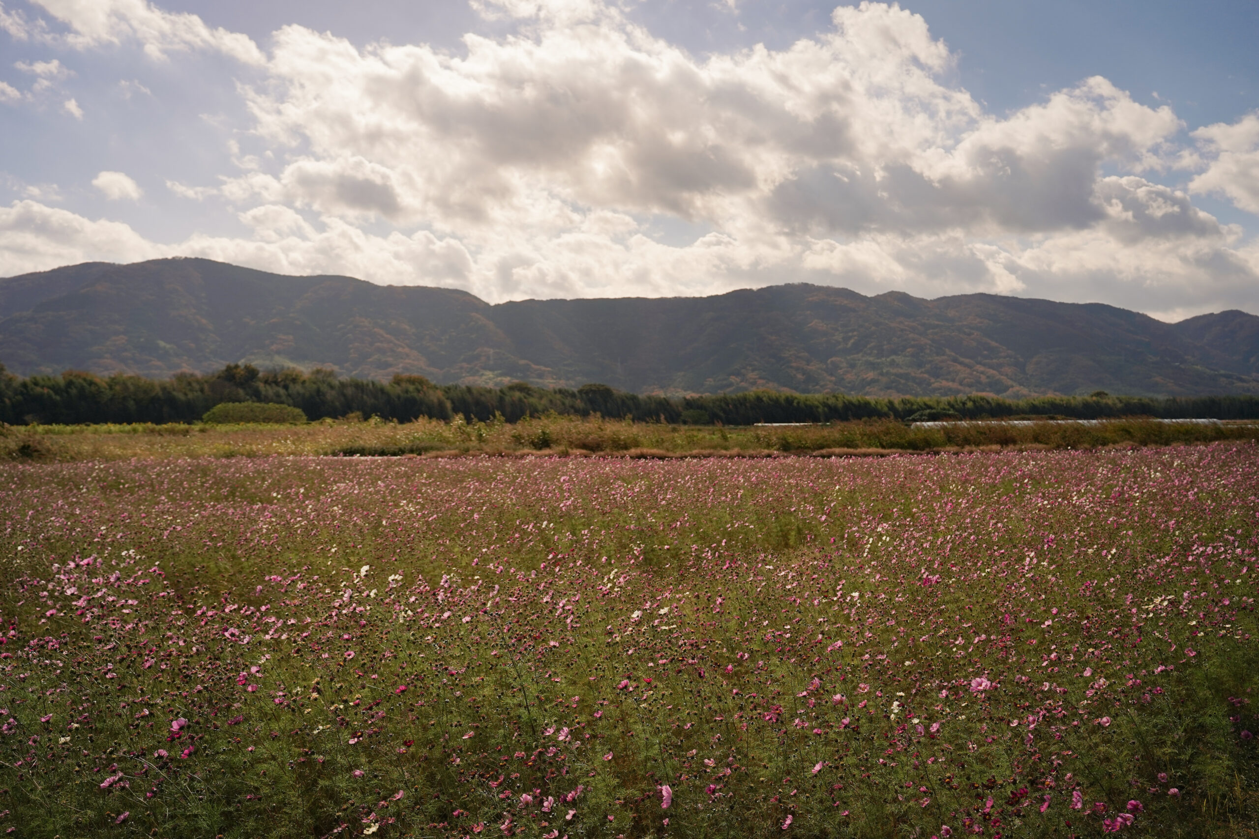 zennyujito_no_cosmos_2025
善入寺島のコスモス2025