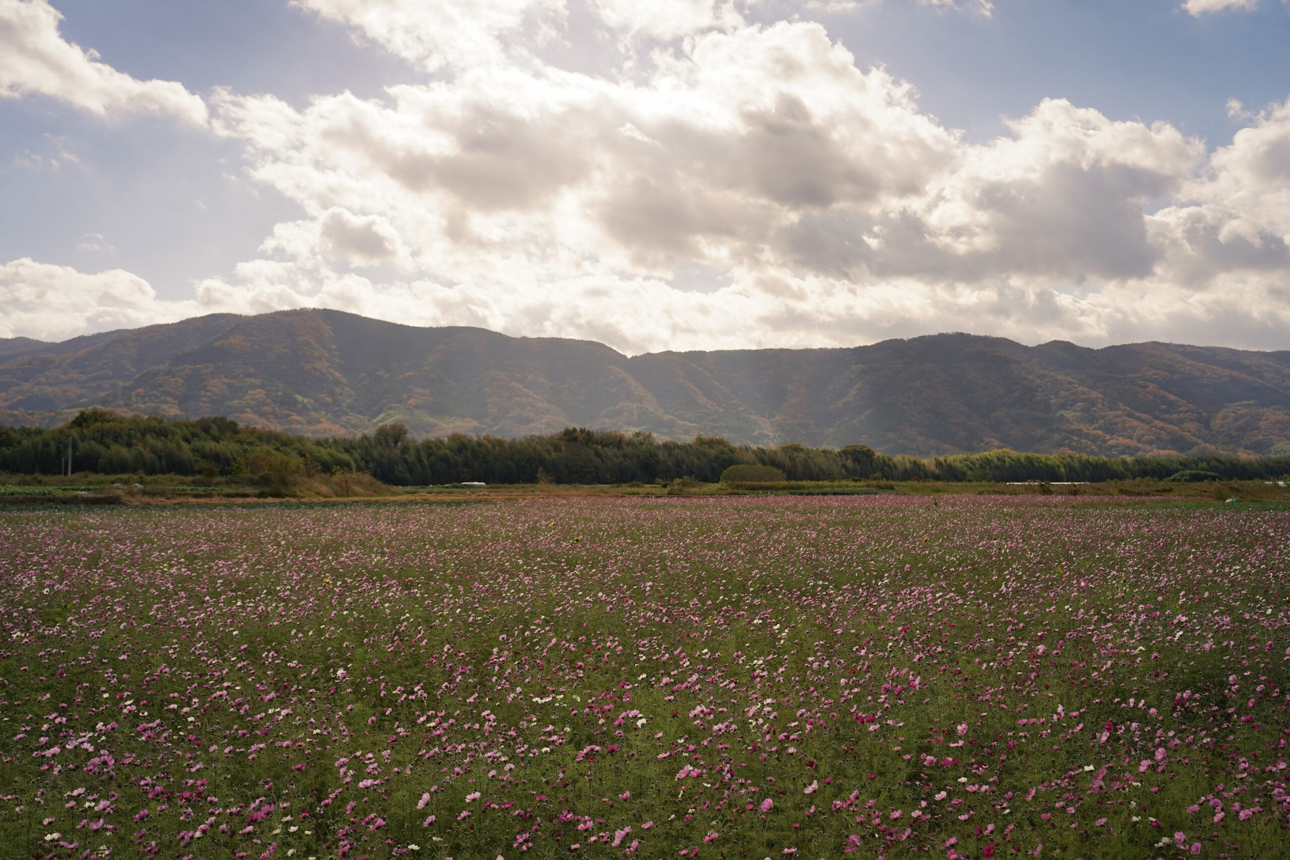 zennyujito_no_cosmos_2025
善入寺島のコスモス2025