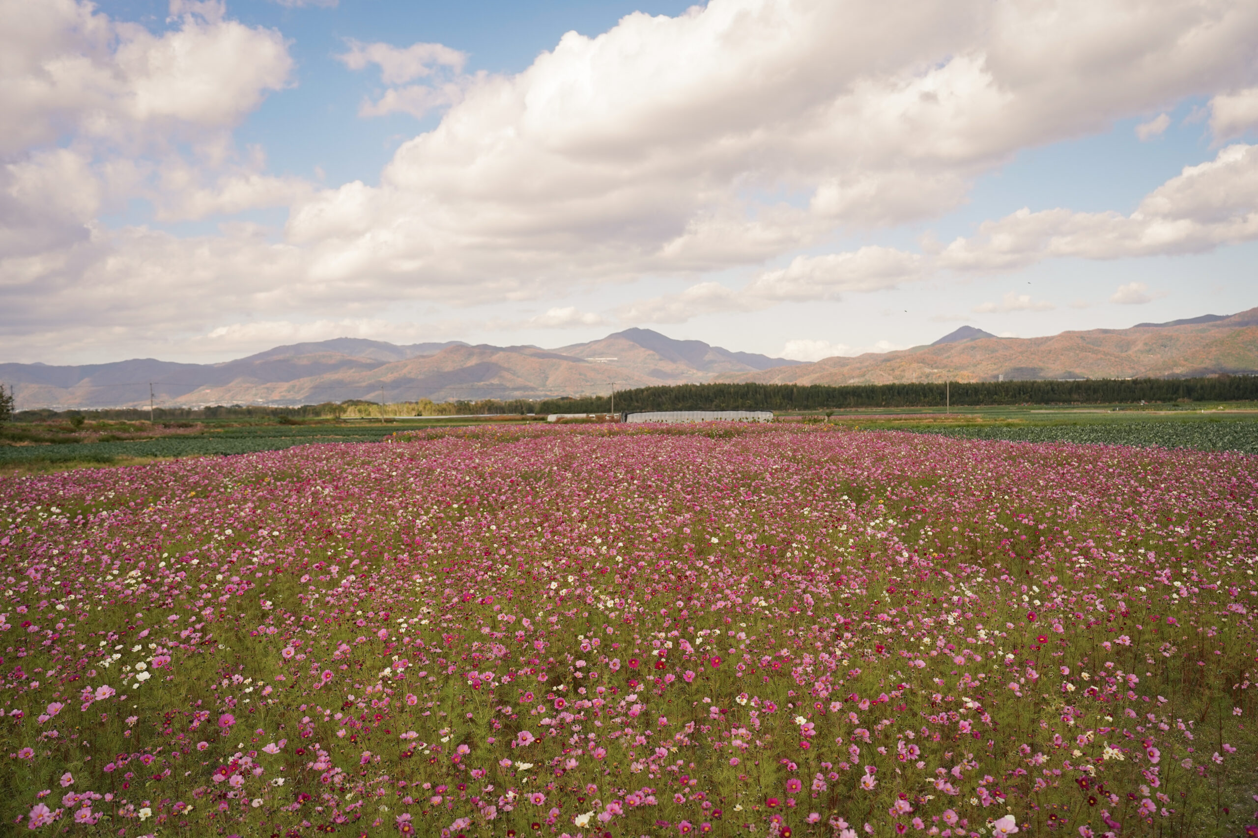 zennyujito_no_cosmos_2025
善入寺島のコスモス2025