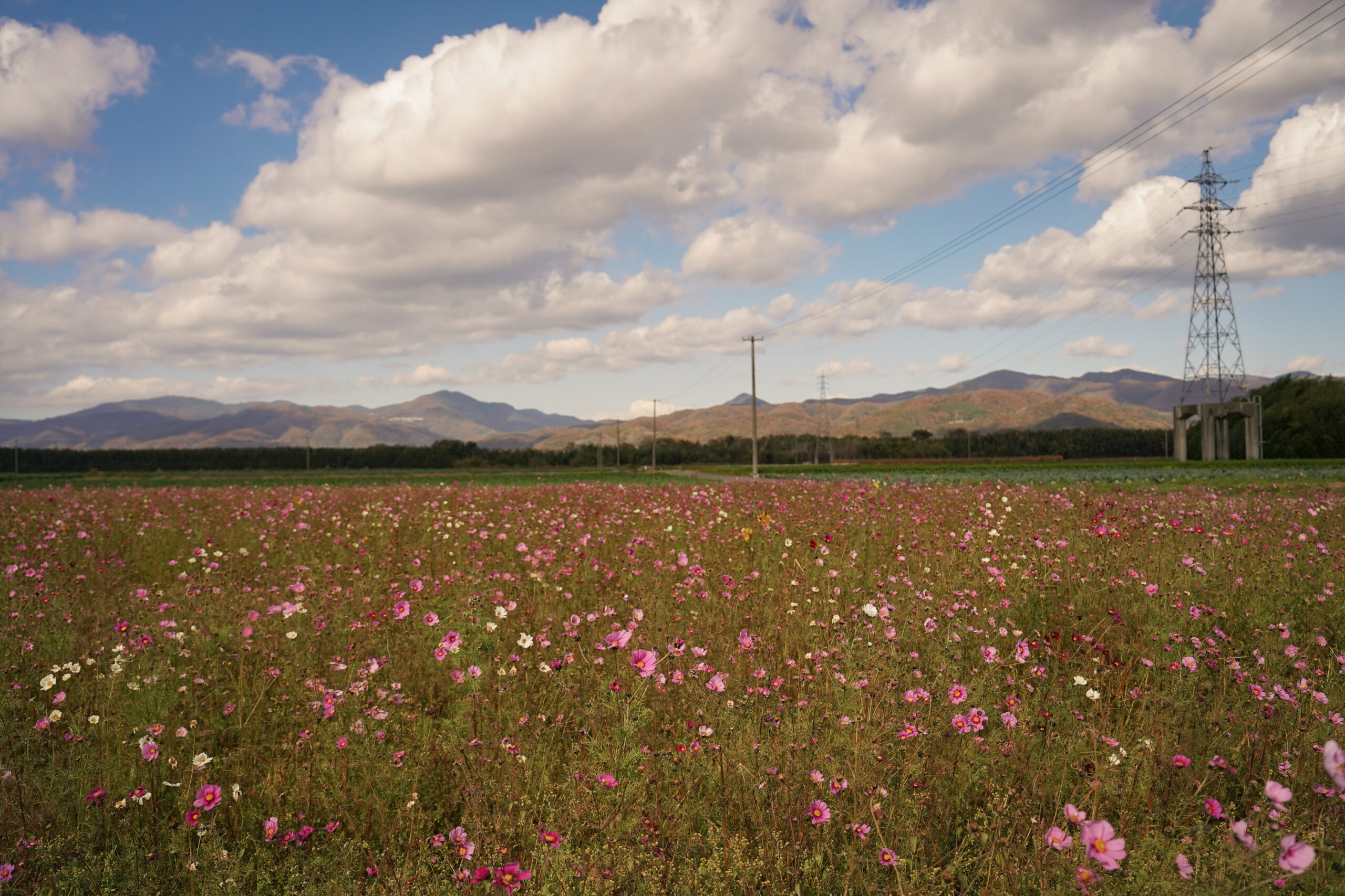 zennyujito_no_cosmos_2025
善入寺島のコスモス2025