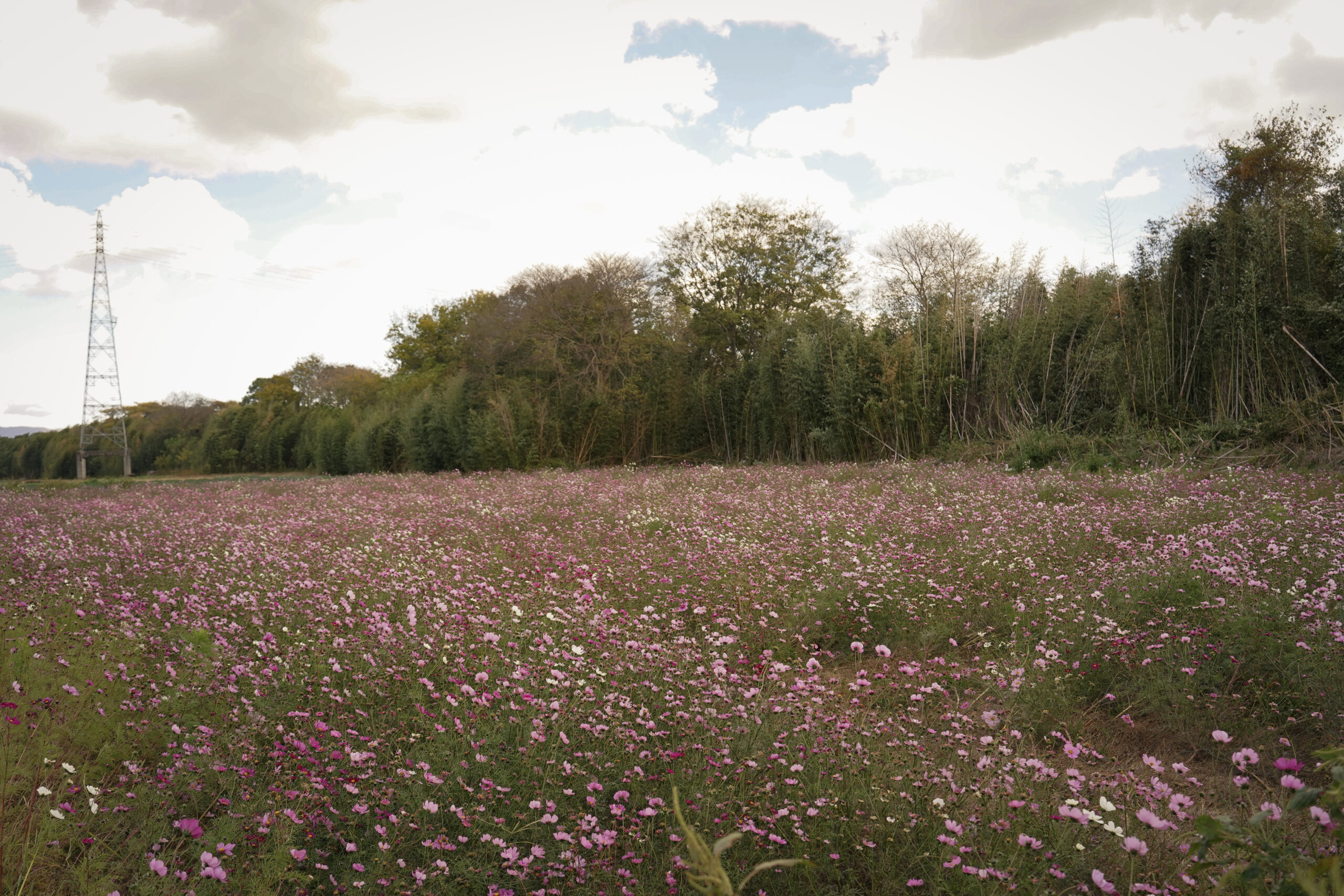 zennyujito_no_cosmos_2025
善入寺島のコスモス2025
