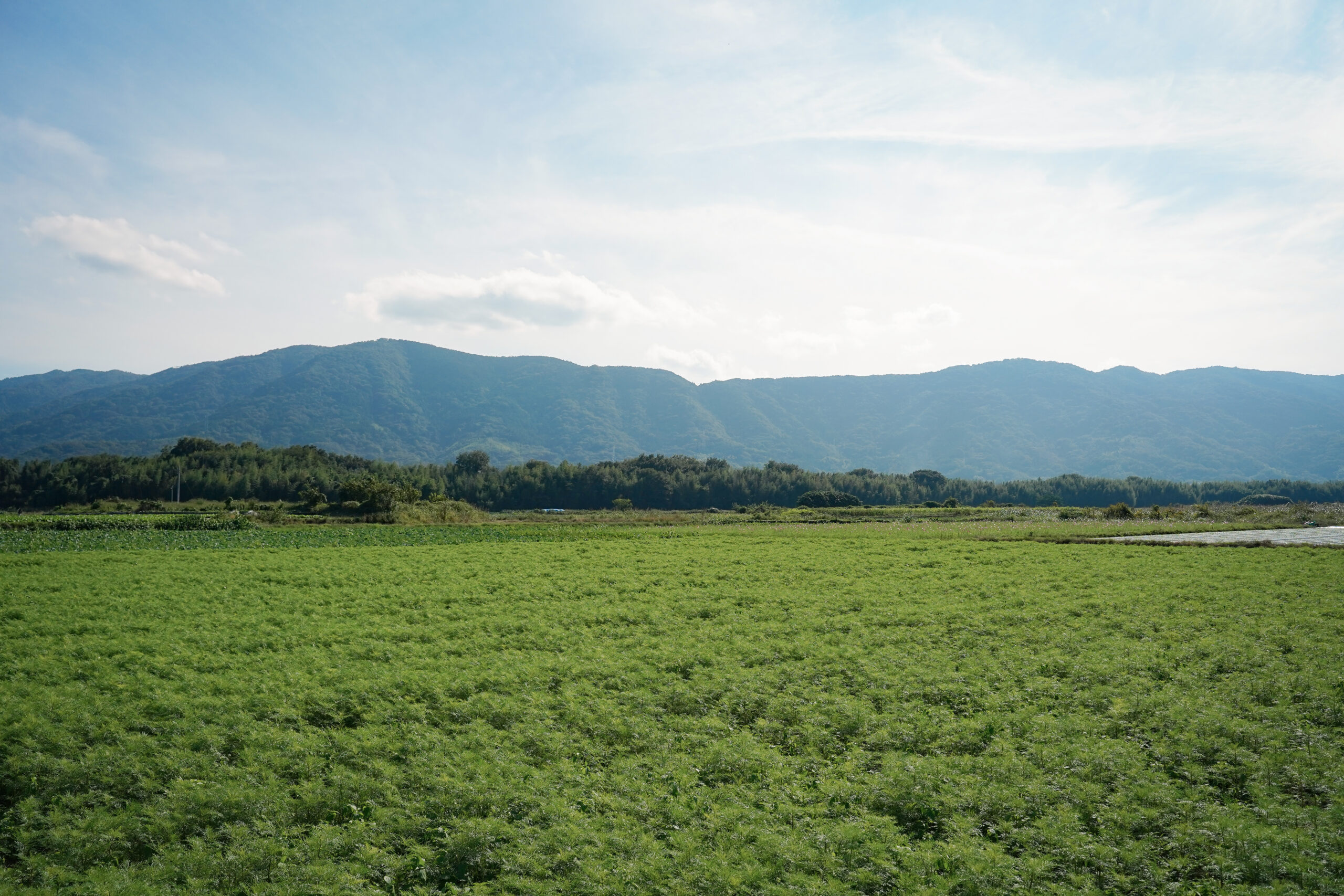 zennyujito_no_cosmos_2025
善入寺島のコスモス2025