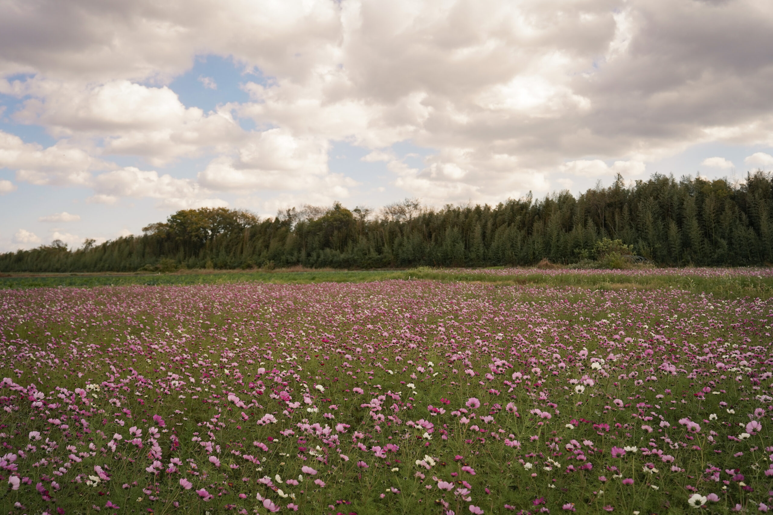 zennyujito_no_cosmos_2025
善入寺島のコスモス2025