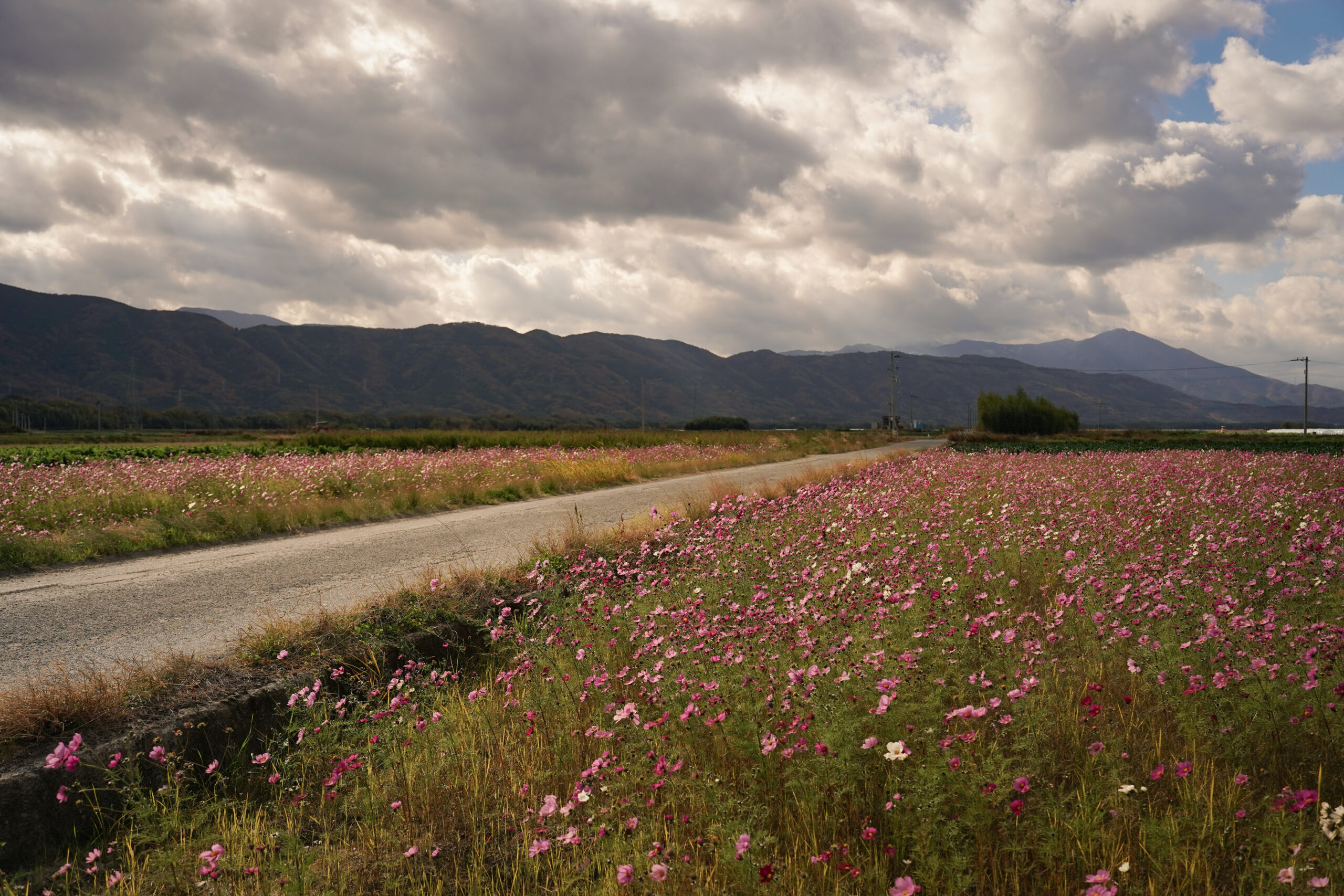 zennyujito_no_cosmos_2025
善入寺島のコスモス2025